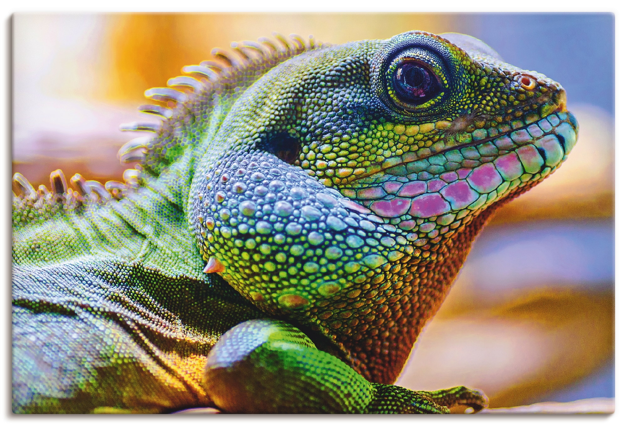 Artland Leinwandbild »Farbiger Kopf eines Leguan« Reptilien 1 Stk. tlg. auf günstig online kaufen