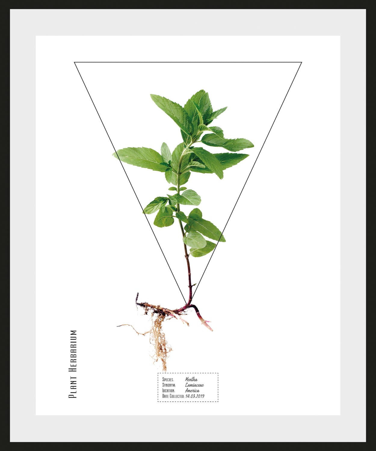 queence Bild »Mentha«, Pflanzen-Pflanzenbilder-Schriftzug, (1 St.), HD Premium Poster-Druck inkl. Holzrahmen