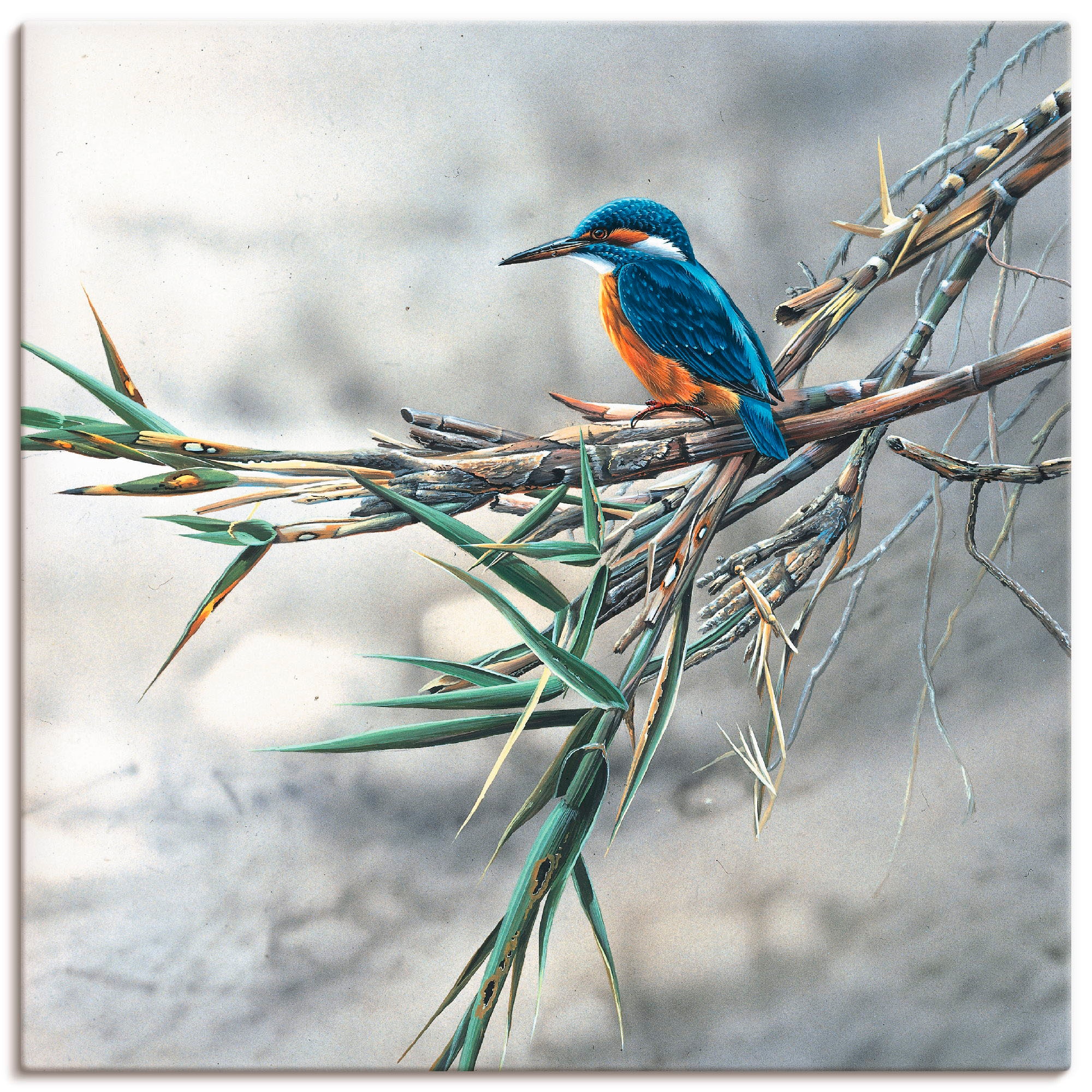 Artland Wandbild »Eisvogel I«, Vögel, (1 St.), als Leinwandbild, Poster, Wa günstig online kaufen