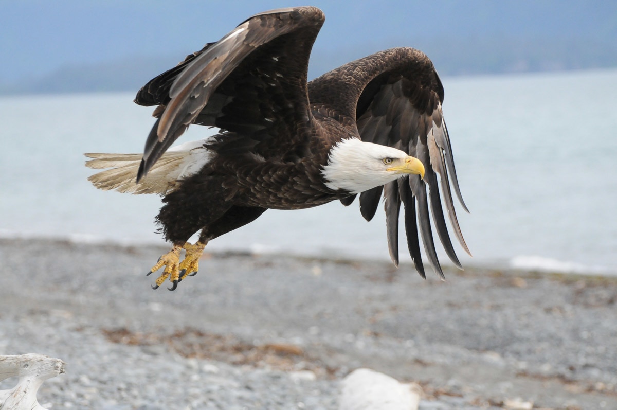 Papermoon Fototapete »Weißkopfseeadler« günstig online kaufen