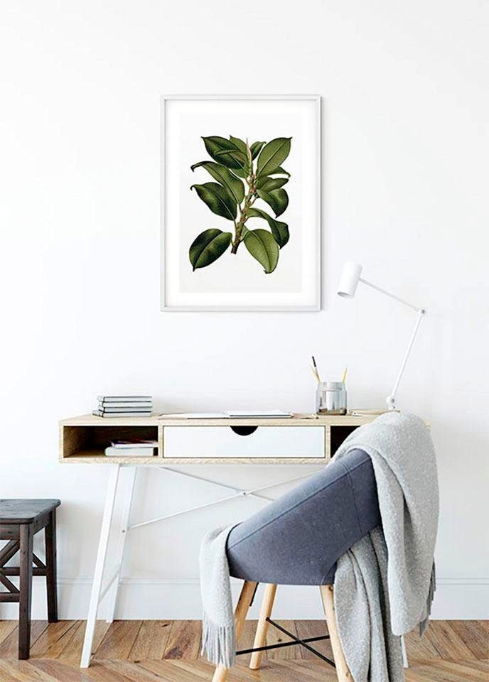 Komar Bild »Elastica Tree«, Pflanzen-Blätter, (1 St.), Wandbild zur Dekoration - ohne Rahmen