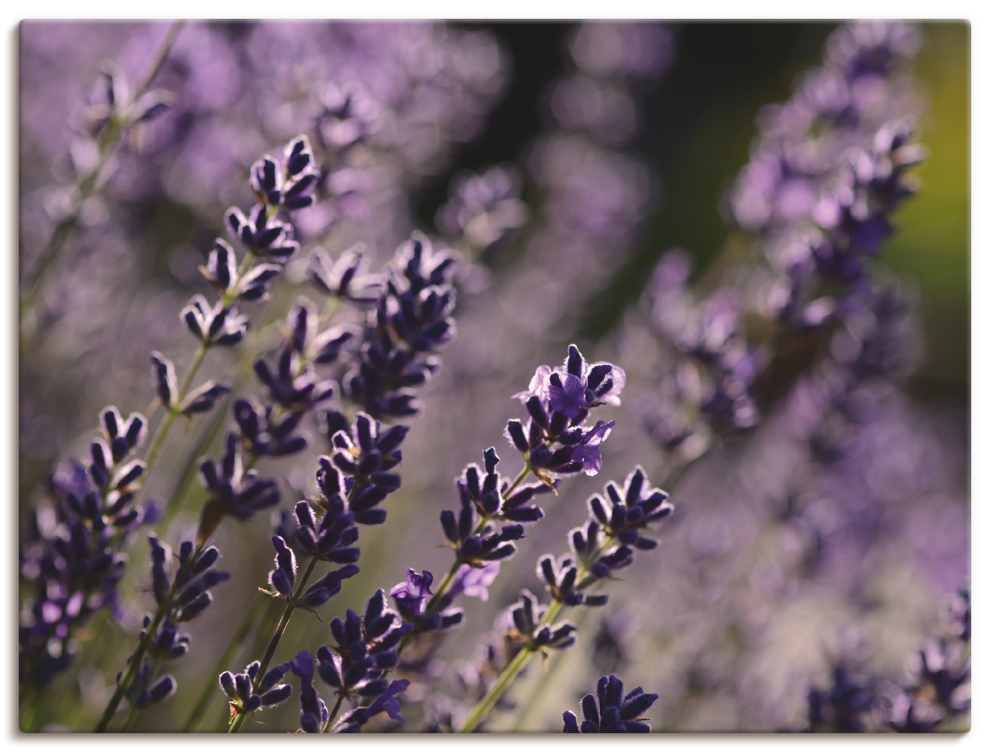 Raten Lavendel kaufen auf