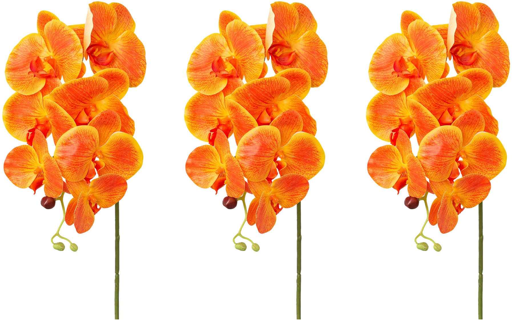 Creativ green Kunstorchidee »Orchidee Phalaenopsis«, mit real-touch-Blüten
