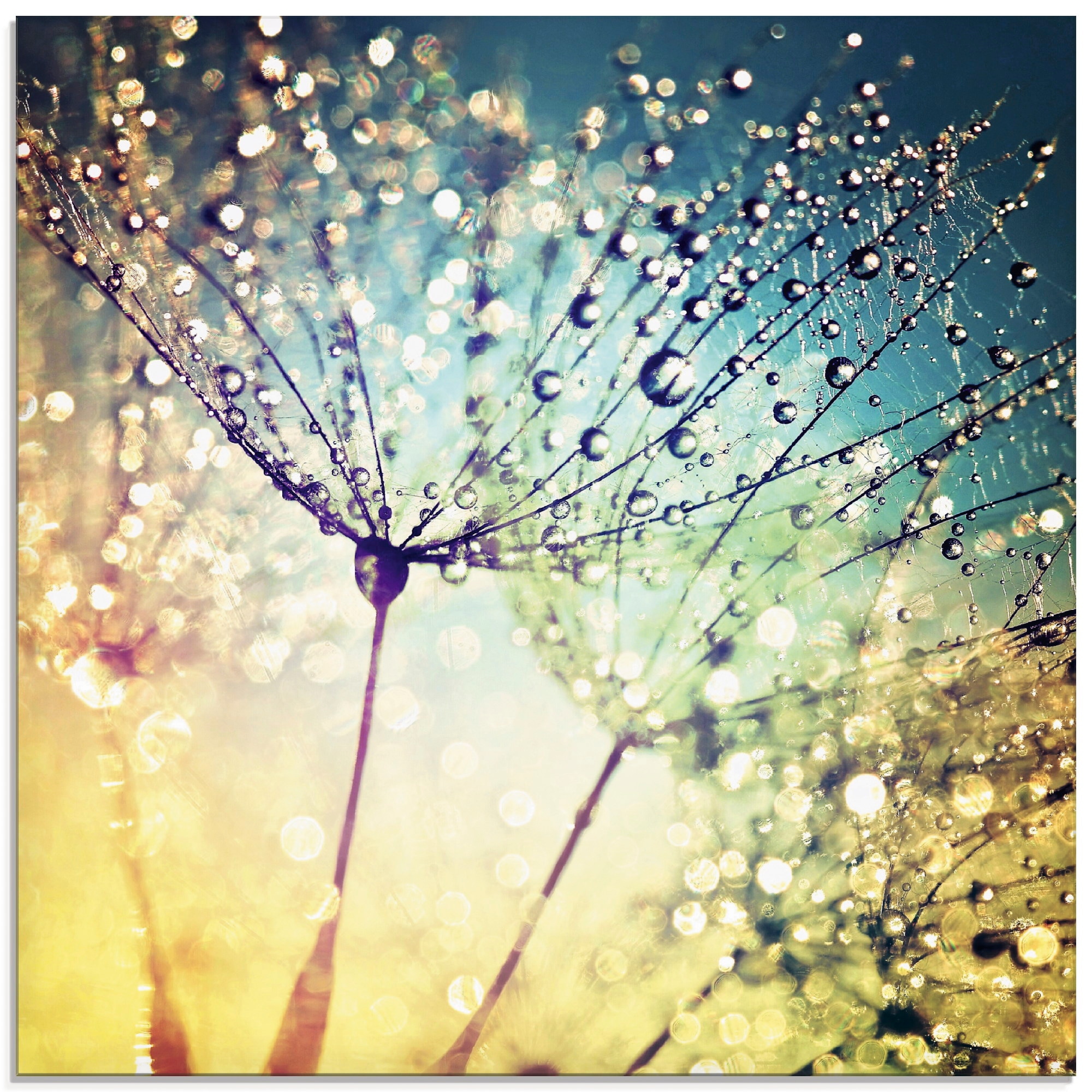 Artland Glasbild »Pusteblume Zaubertropfen« 1 Stk. tlg. in verschiedenen Gr günstig online kaufen