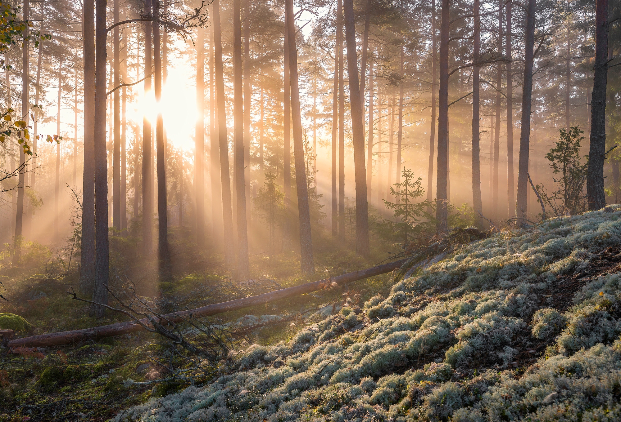 Papermoon Fototapete »CHRISTIAN LINDSTEN, NEBEL IM WALD MIT WEIßEM MOOS IM günstig online kaufen