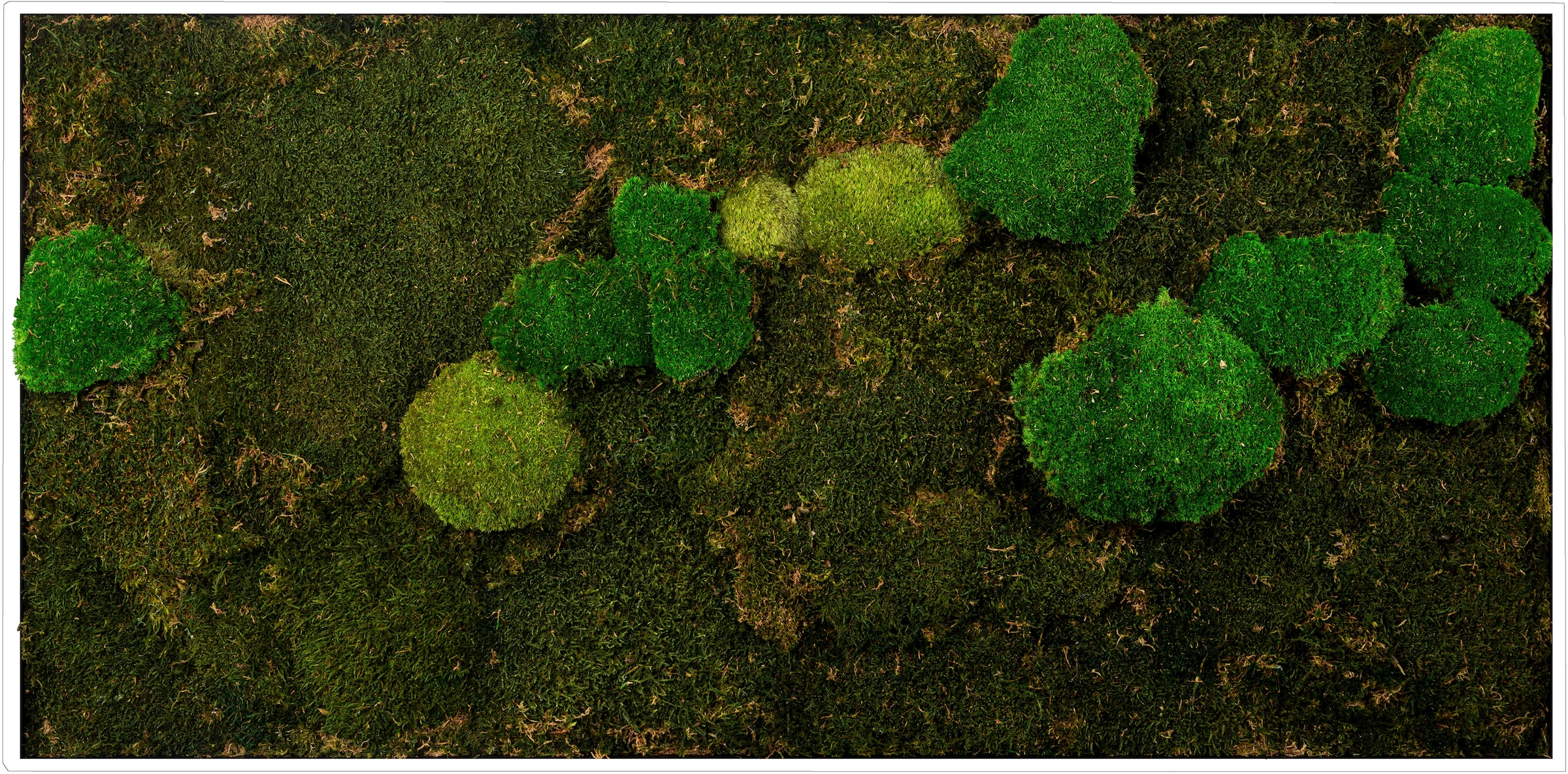 Bönninghoff Bild mit Rahmen »Mixmoos«, Natur, (1 St.), jedes Bild ein Unikat, BxH: 120x60 cm