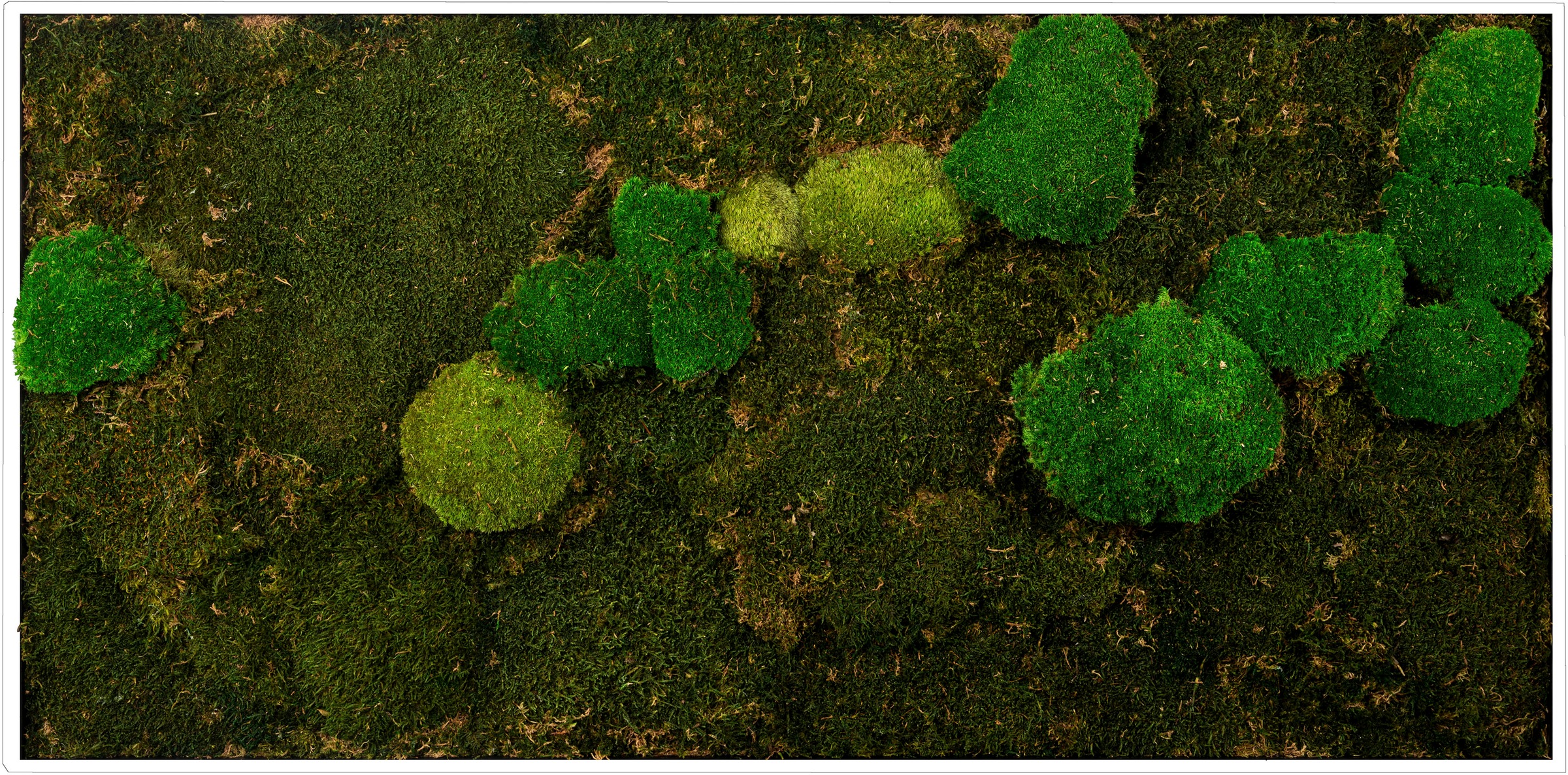 Bönninghoff Bild mit Rahmen »Mixmoos«, Natur, (1 St.), jedes Bild ein Unika günstig online kaufen