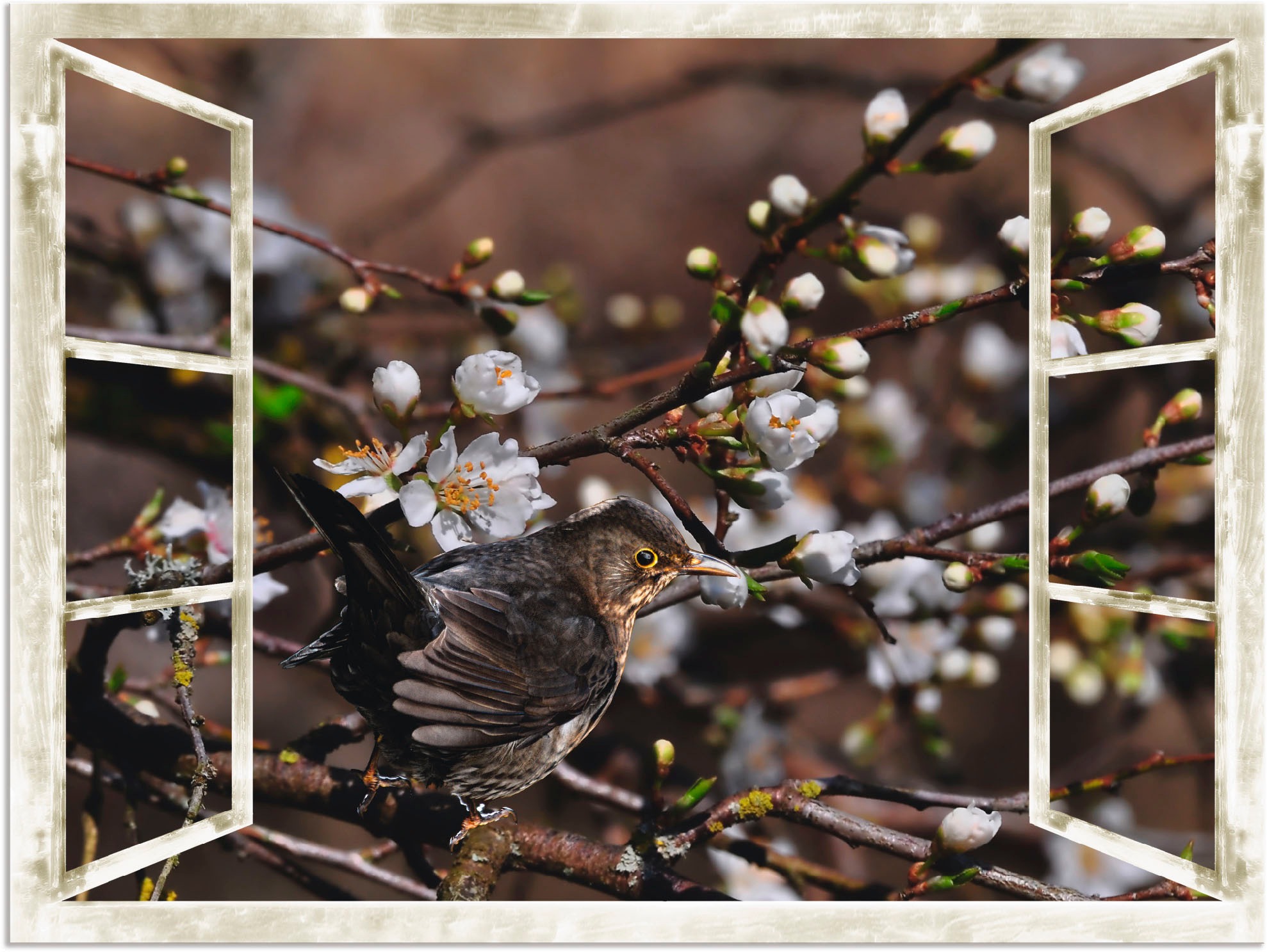 Artland Wandbild »Fensterblick - Kirschblüten mit Amsel«, Vögel, (1 St.), a günstig online kaufen