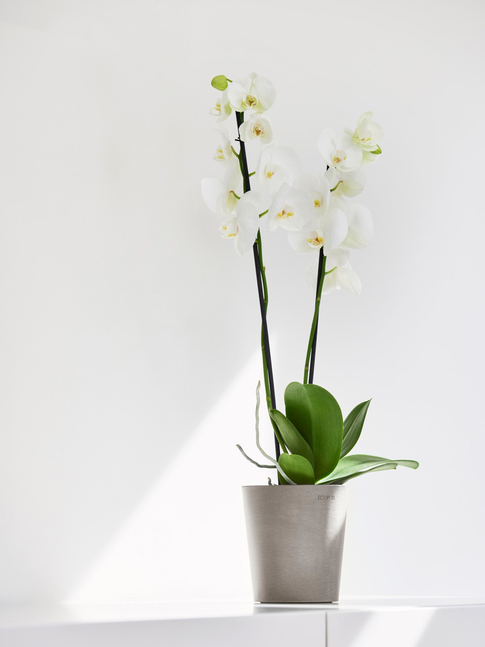 ECOPOTS Blumentopf »Morinda Orchidee 14 Taupe«, für den Innenbereich