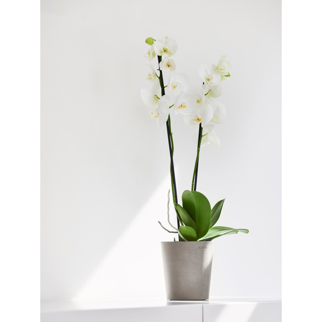 ECOPOTS Blumentopf »Morinda Orchidee 14 Taupe«