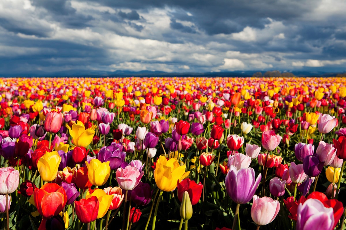 Papermoon Fototapete »Blumenwiese«