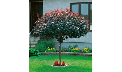 BCM Gehölze »Zwerg-Blut-Pflaume«, (1 St.), Höhe: 50-60 cm, 1 Pflanze kaufen