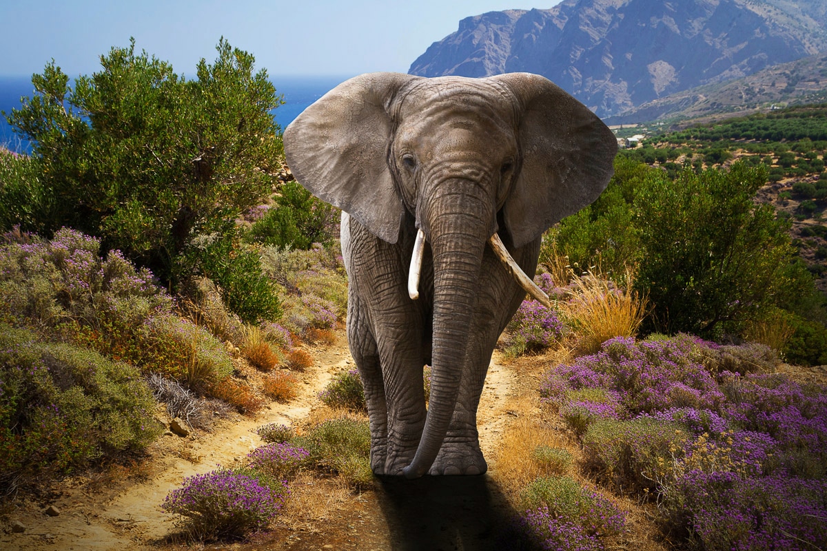 Papermoon Fototapete »ELEFANT-NATUR AFRIKA SAFARI TIERE ELEFANTEN LANDSCHAF günstig online kaufen