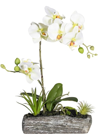 Creativ green Kunstpflanze »Phalaenopsis«, (1 St.) kaufen
