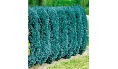 BCM Hecken »Blaue Scheinzypresse«, (3 St.), 4 Pflanzen kaufen