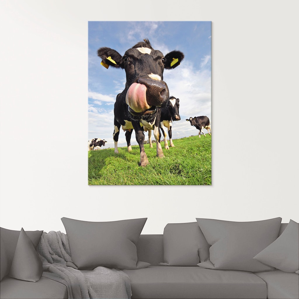 Artland Glasbild »Holstein-Kuh mit gewaltiger Zunge«, Haustiere, (1 St.)