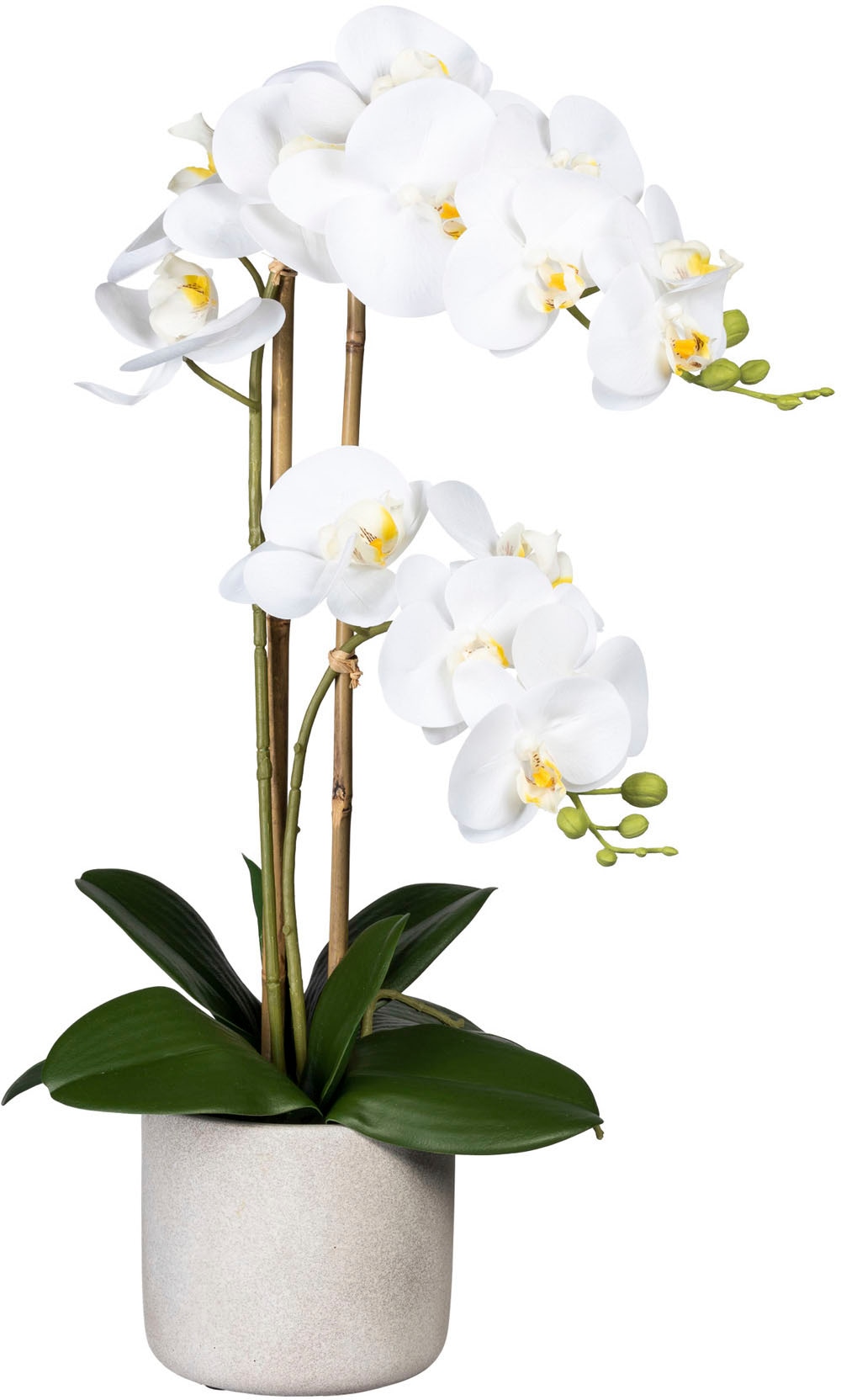 Creativ green Kunstorchidee bestellen Raten Zementtopf auf »Phalaenopsis«, im