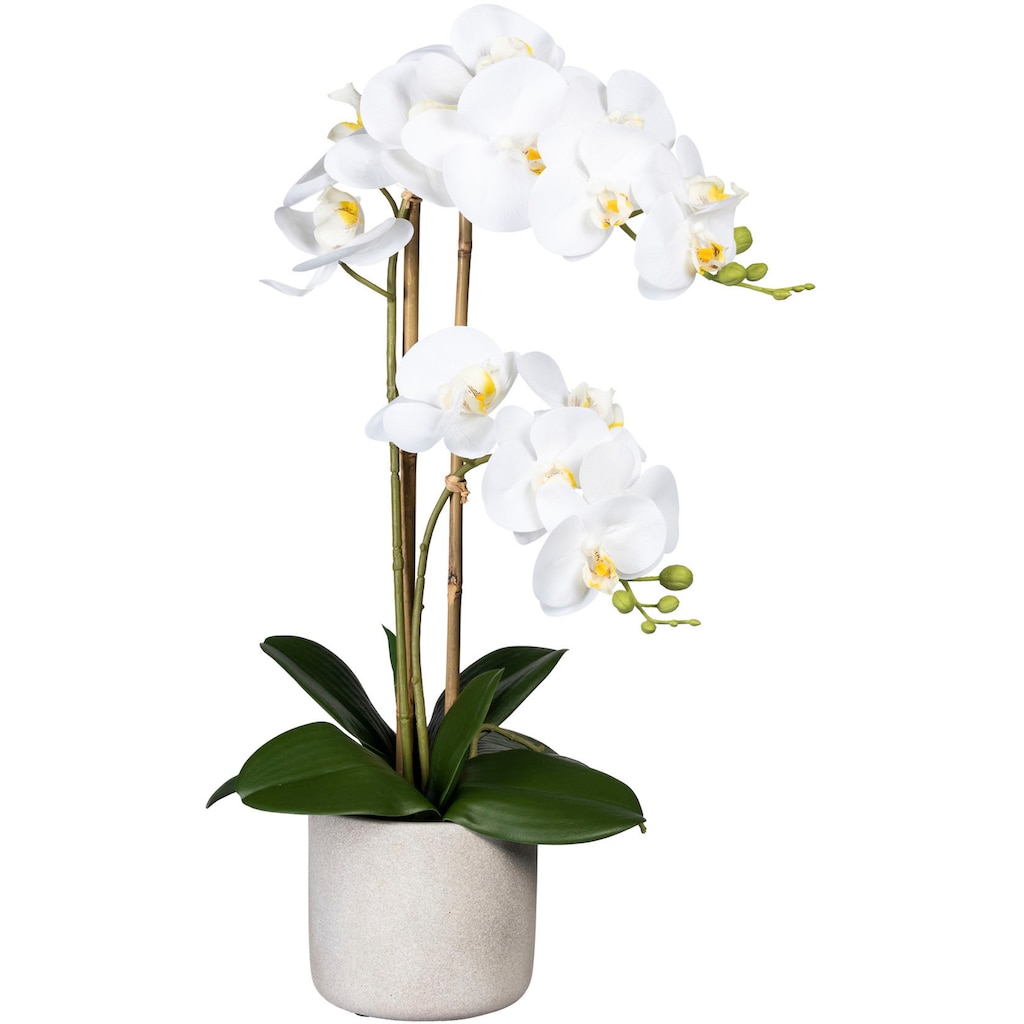 Creativ green Kunstorchidee »Phalaenopsis«