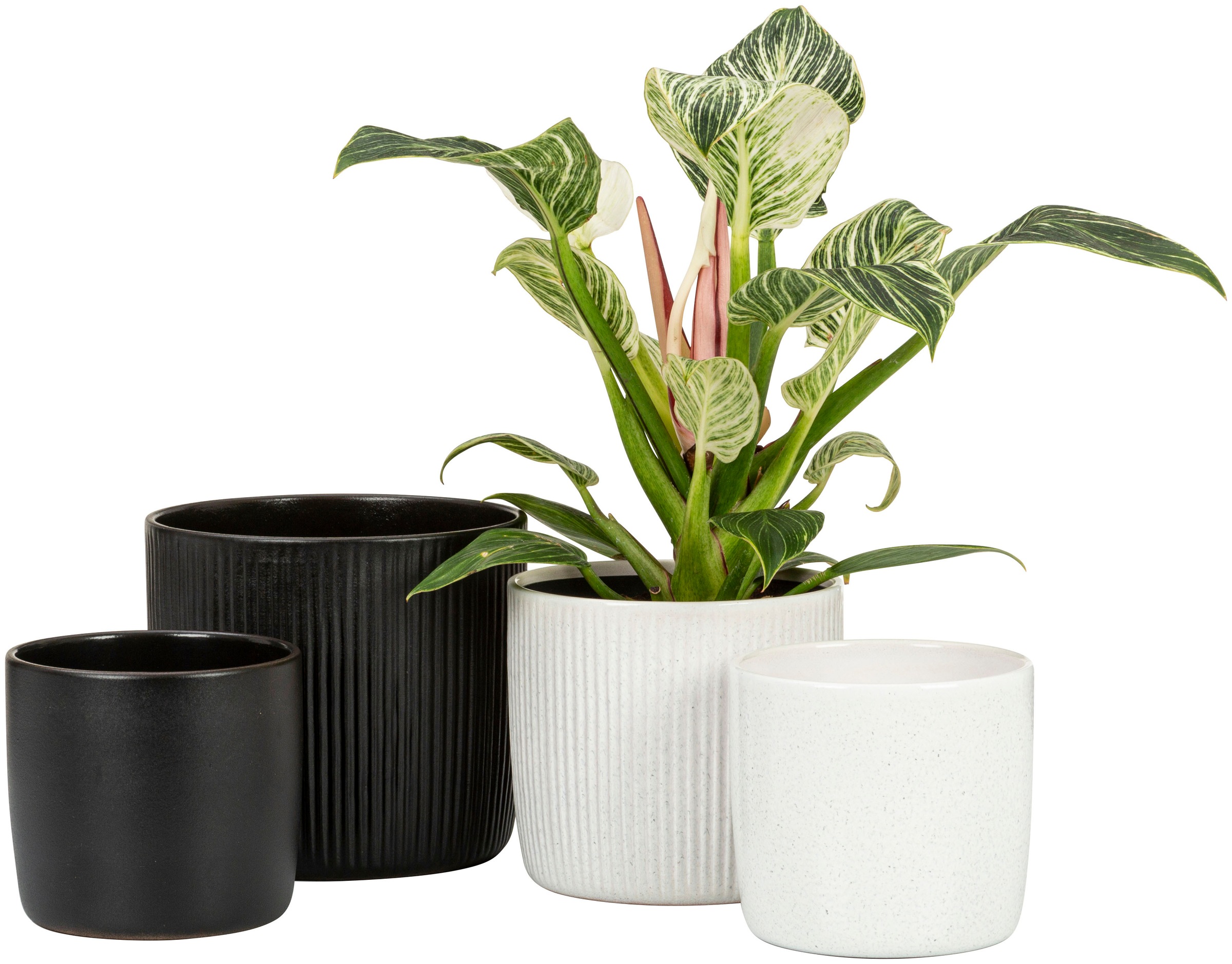 Scheurich Blumentopf »909/24 ebano«