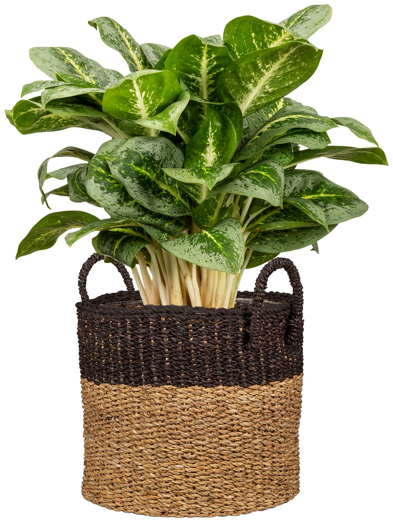 Scheurich Blumentopf »nut brown 27/516«