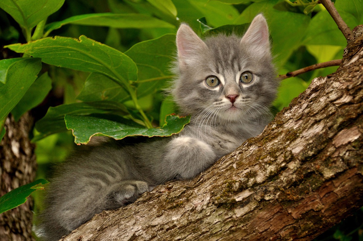 Papermoon Fototapete »Katze im Baum« günstig online kaufen