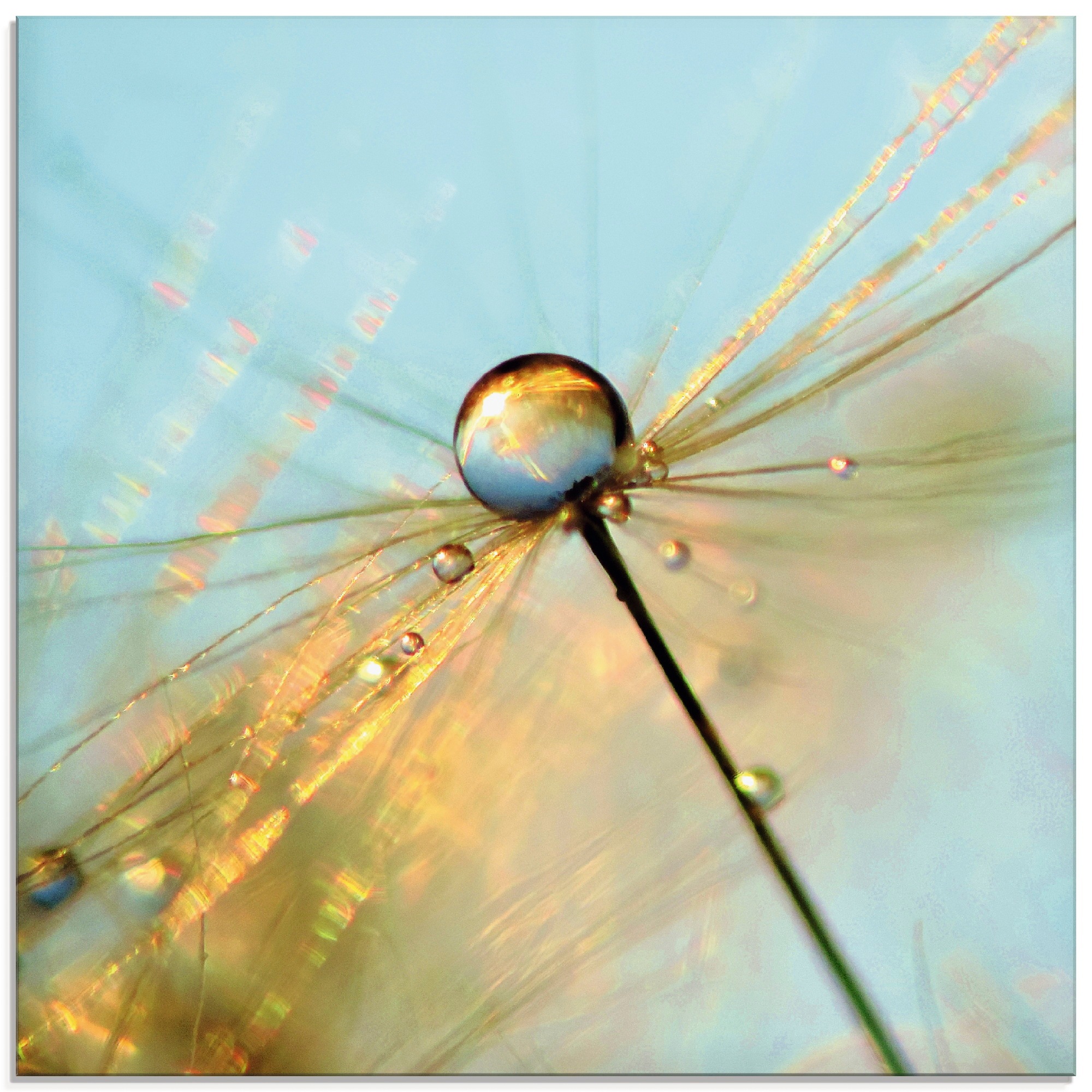 Artland Glasbild »Pusteblume Tautropfen II«, Blumen, (1 St.), in verschiedenen Größen