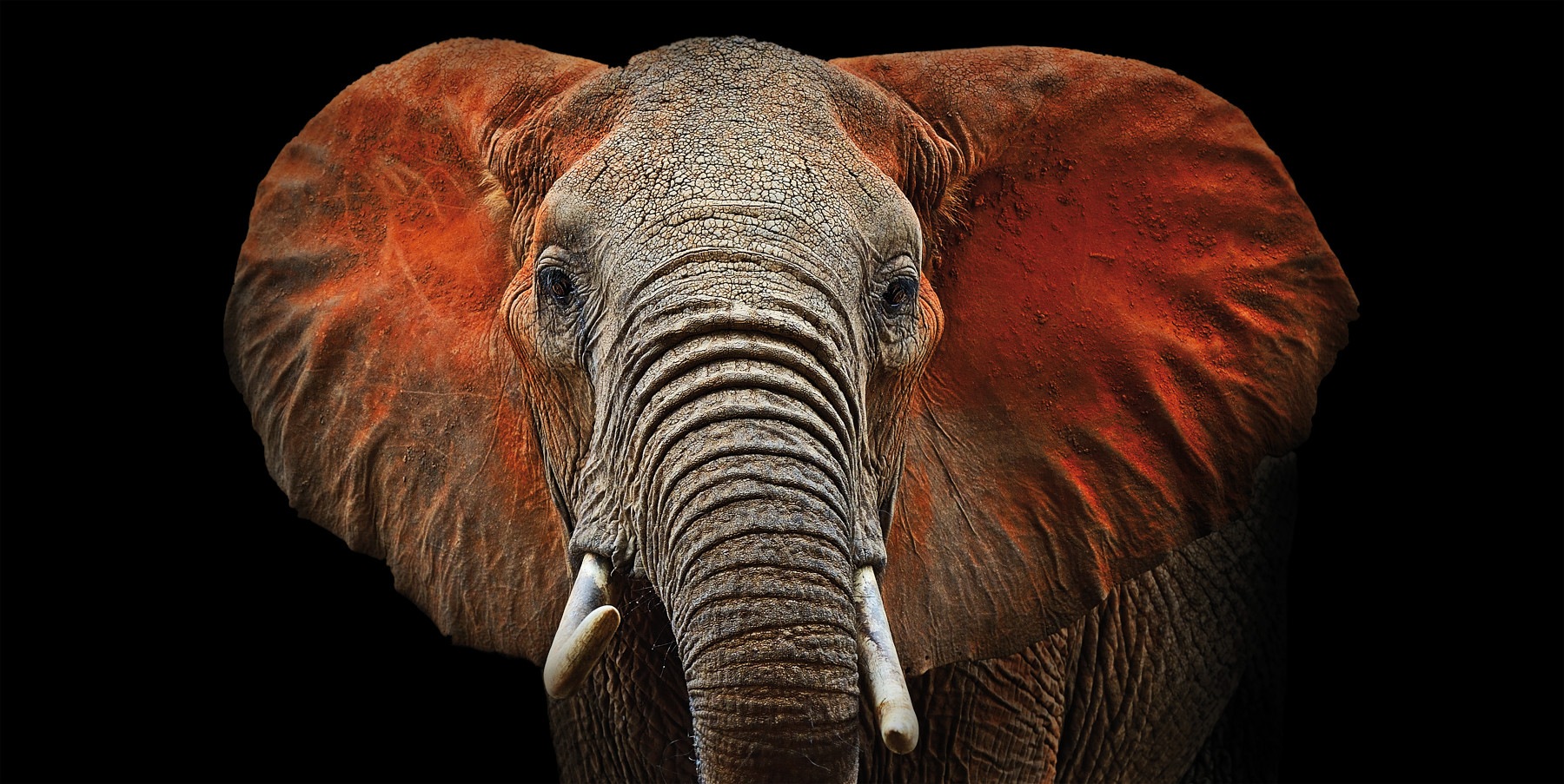 Bönninghoff Leinwandbild Elefanten 1 Stk. tlg. BxH: 100x50 cm