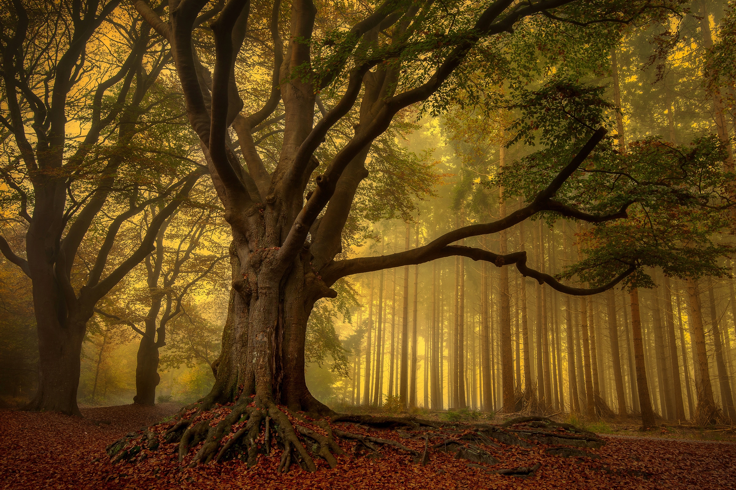 Papermoon Fototapete »Photo-Art PIET HAAKSMA, ALTER BAUM« günstig online kaufen