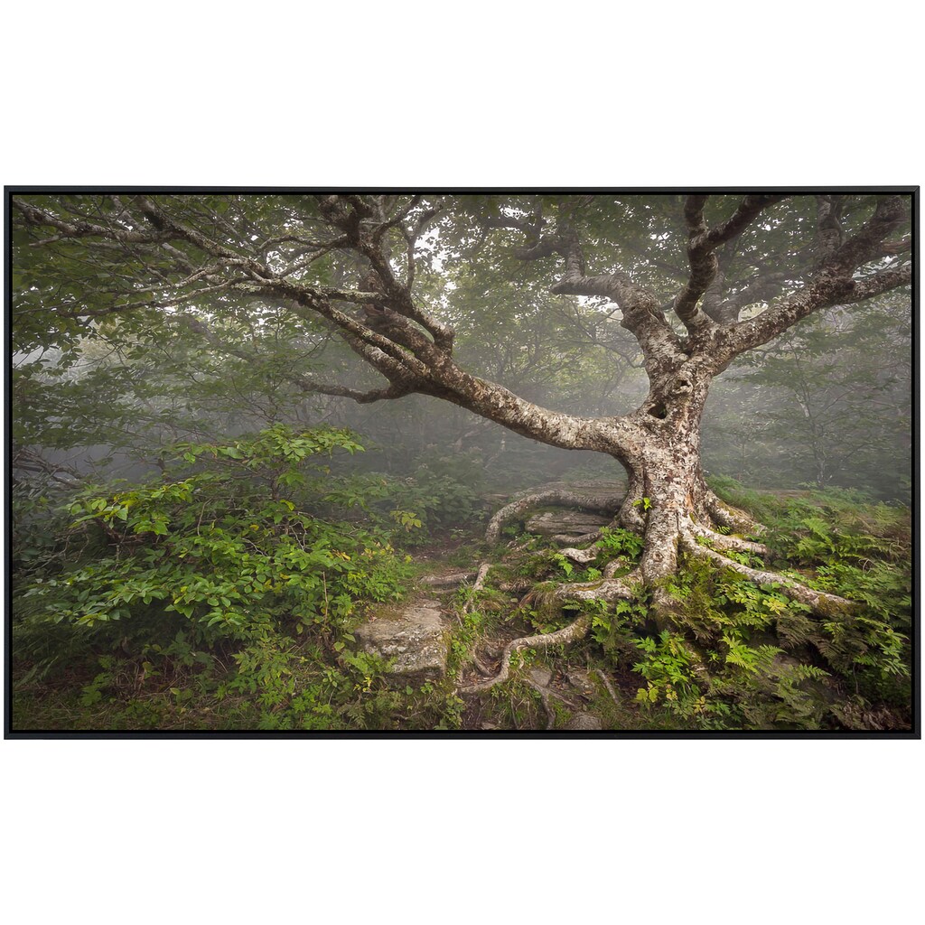 Papermoon Infrarotheizung »Gruseliger Wald«