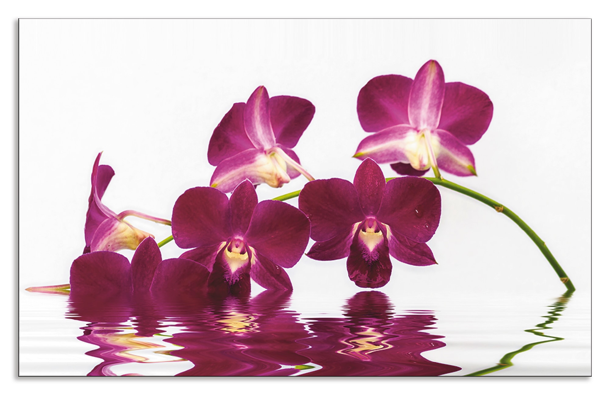 Artland Küchenrückwand "Phalaenopsis Orchidee", (1 tlg.), Alu Spritzschutz günstig online kaufen