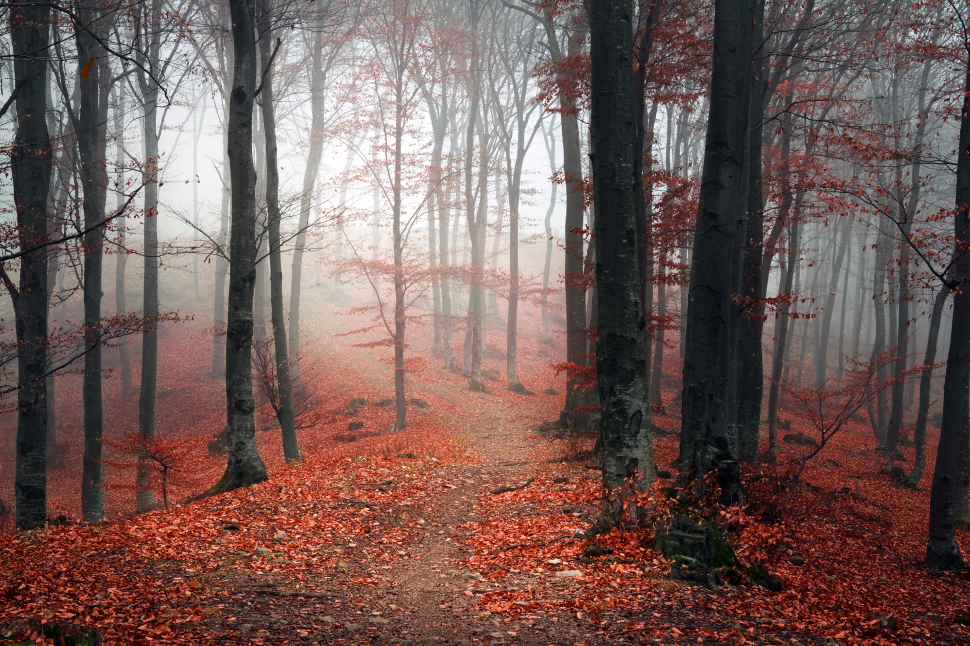 queence Leinwandbild »Herbstwald«, Bäume-Baumbilder-Kunst-Modern, (1 St.), günstig online kaufen