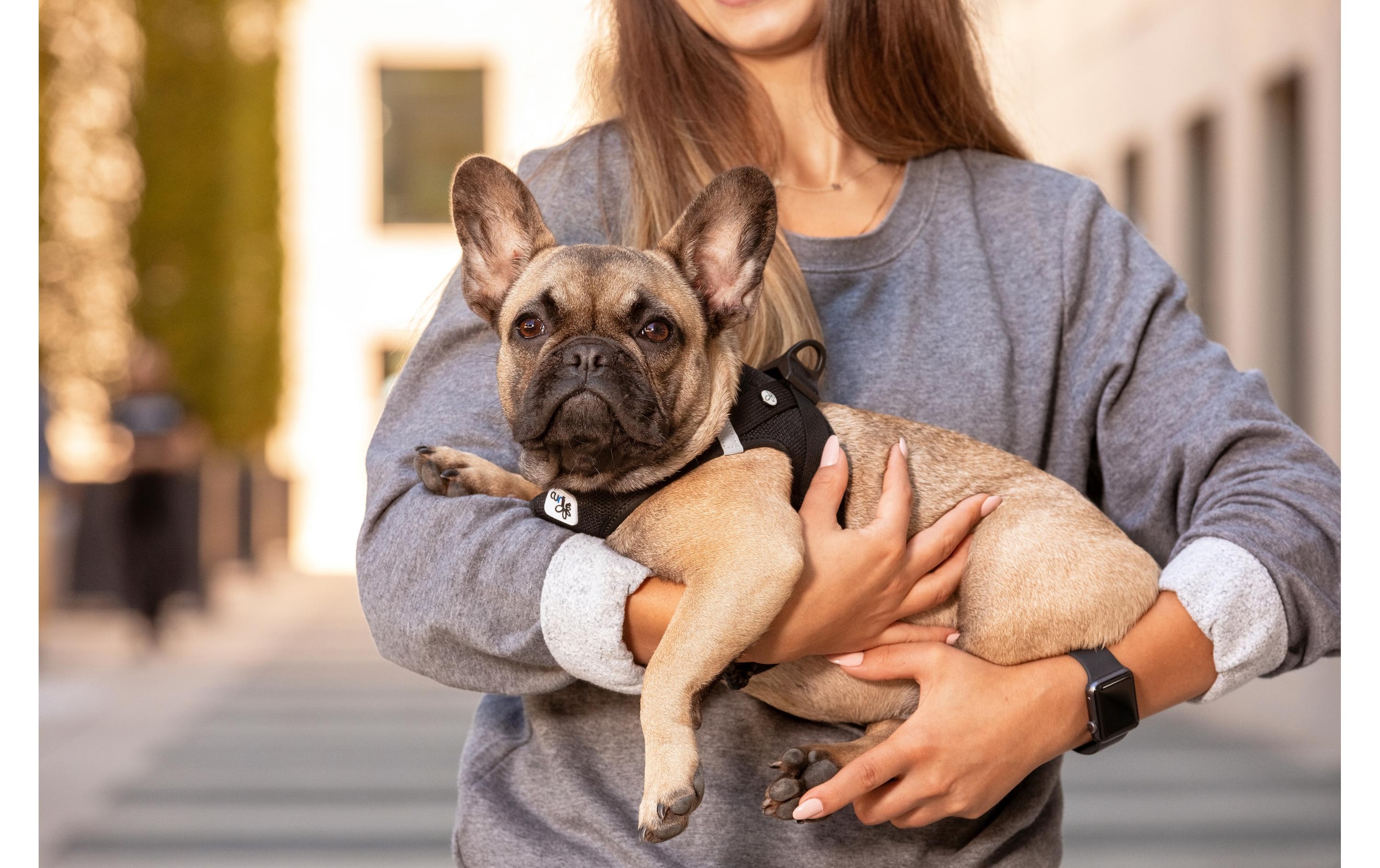 Curli Hunde-Geschirr »Vest Air-Mesh M« Polyester Hunderasse: Teckel