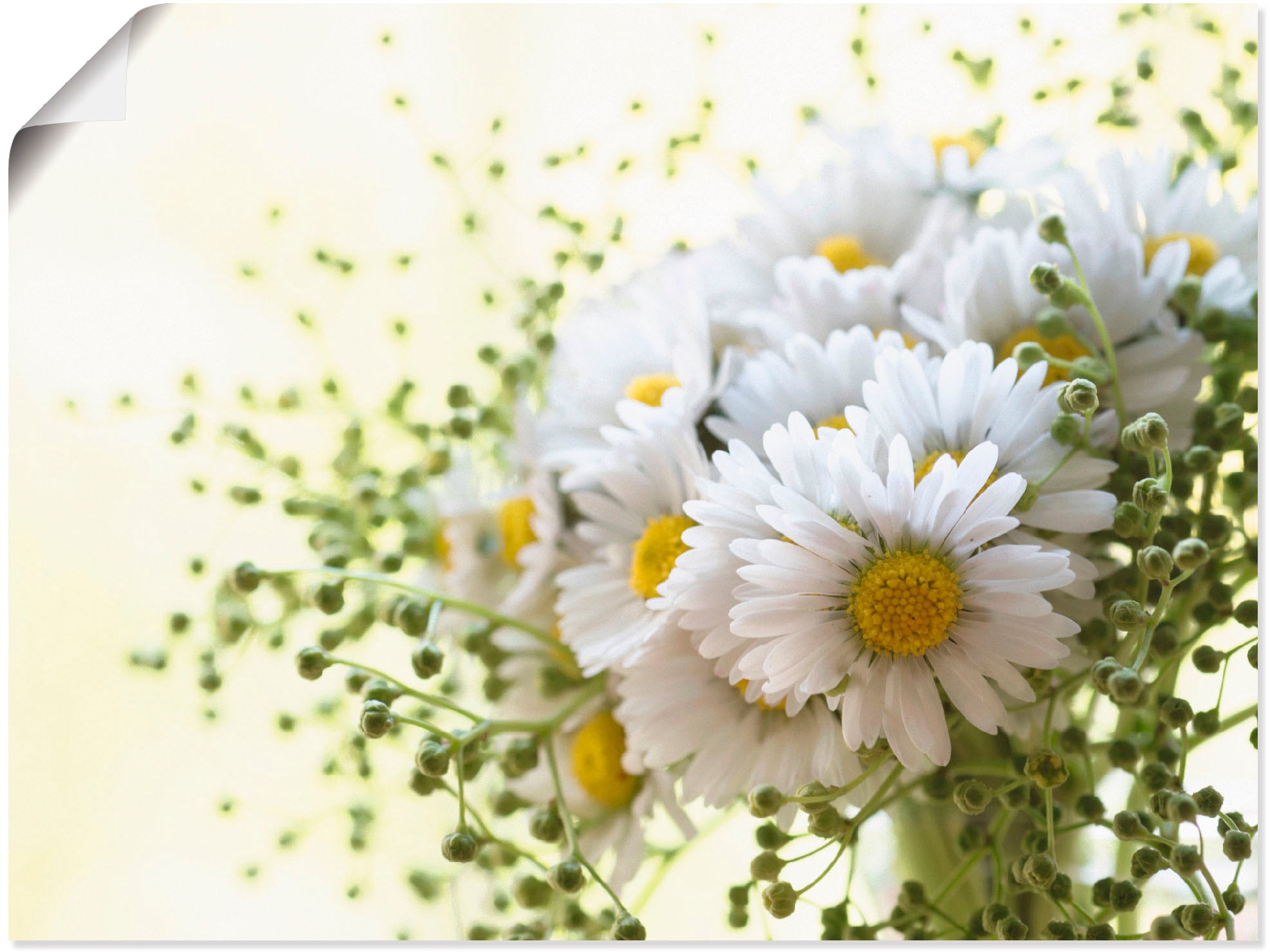 Artland Wandbild "Gänseblümchen und Hofstaat", Blumen, (1 St.), als Leinwan günstig online kaufen