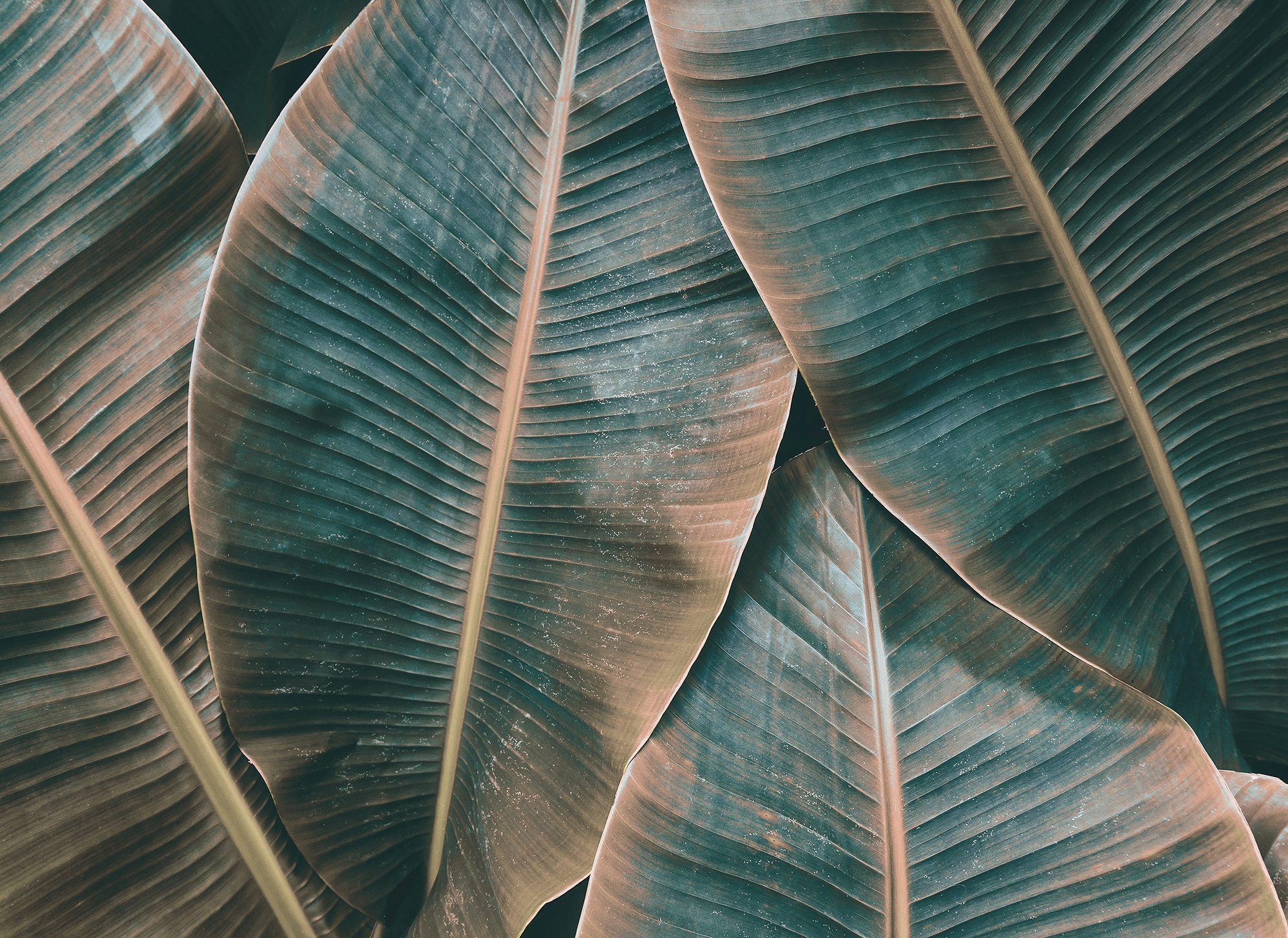 living walls Fototapete »Designwalls Banana Leaves 2«, Vlies, Wand, Schräge, Decke
