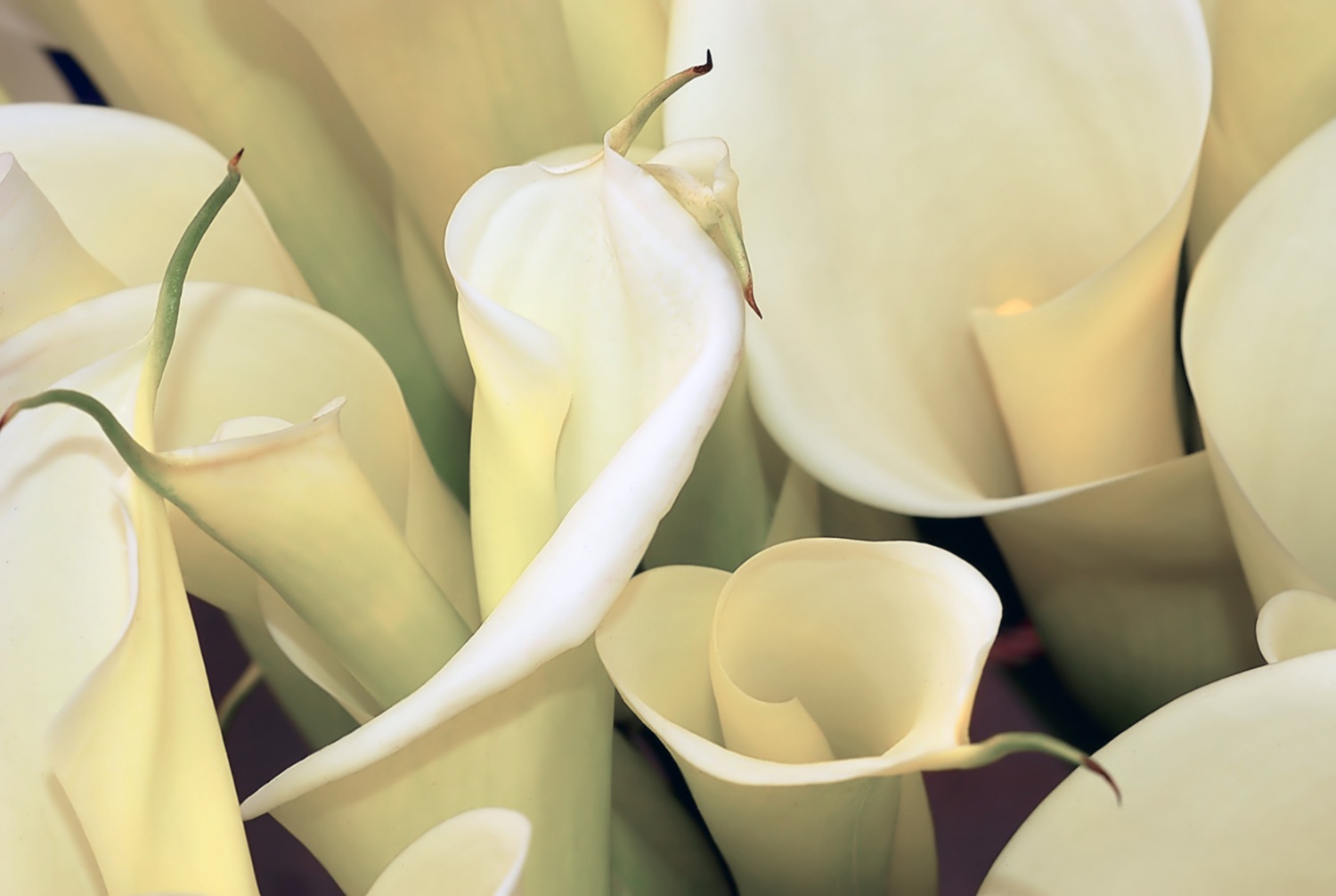 queence Wandsticker »Love« Selbstklebend, kinderleichte Anbringung; Blumen, Blüten