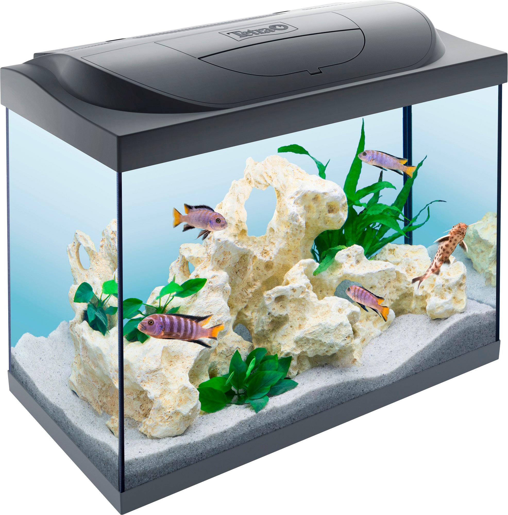Tetra Aquarien-Set »Starter Line 80 LED«, BxTxH: 61x32x51 cm, 80 l online  kaufen