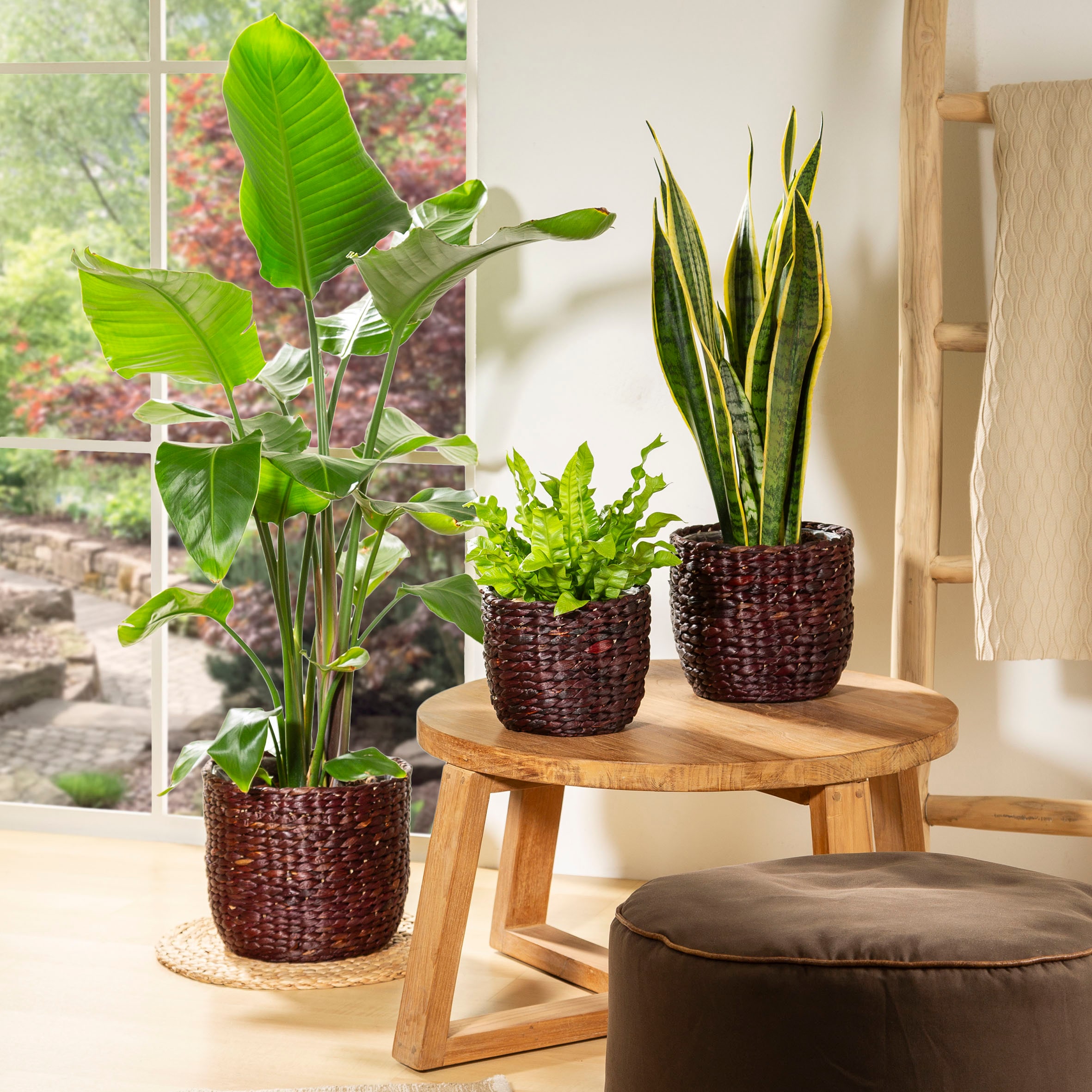 Scheurich Wasserhyazinthentopf »brown 25/505«