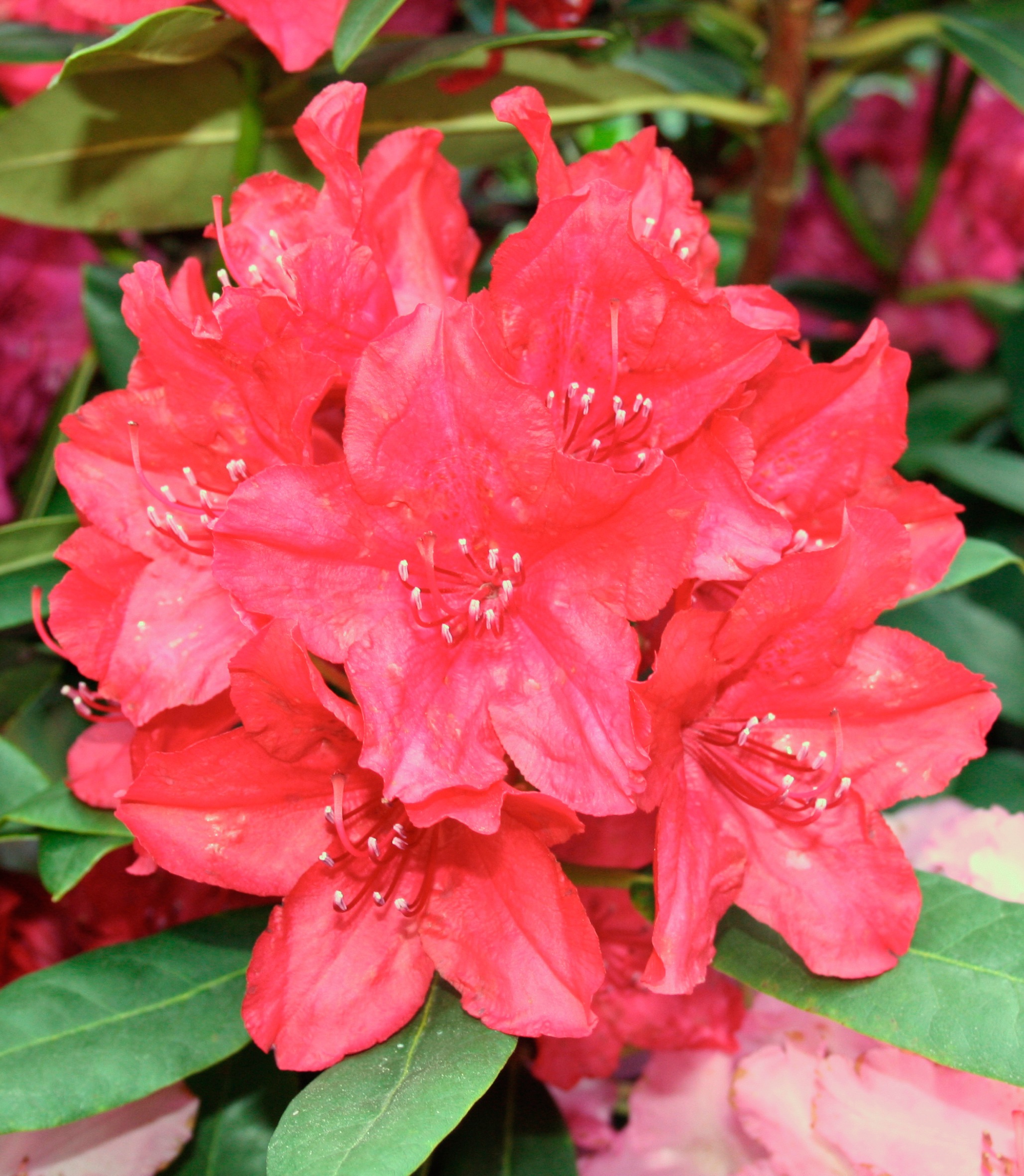 BCM Hecken »Rhododendron 'Nova Zembla'«, (1 St.), Höhe: 25-30 cm, 1 Pflanze kaufen