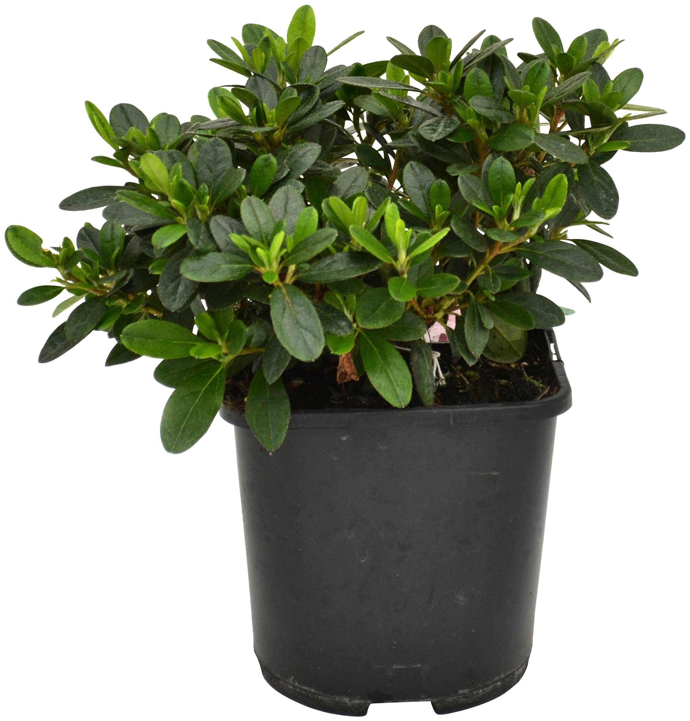 BCM Gehölze »Rhododendron Japanische Azalee 'Melina'«, (1 St.), Höhe: 10-15 cm, 1 Pflanze kaufen