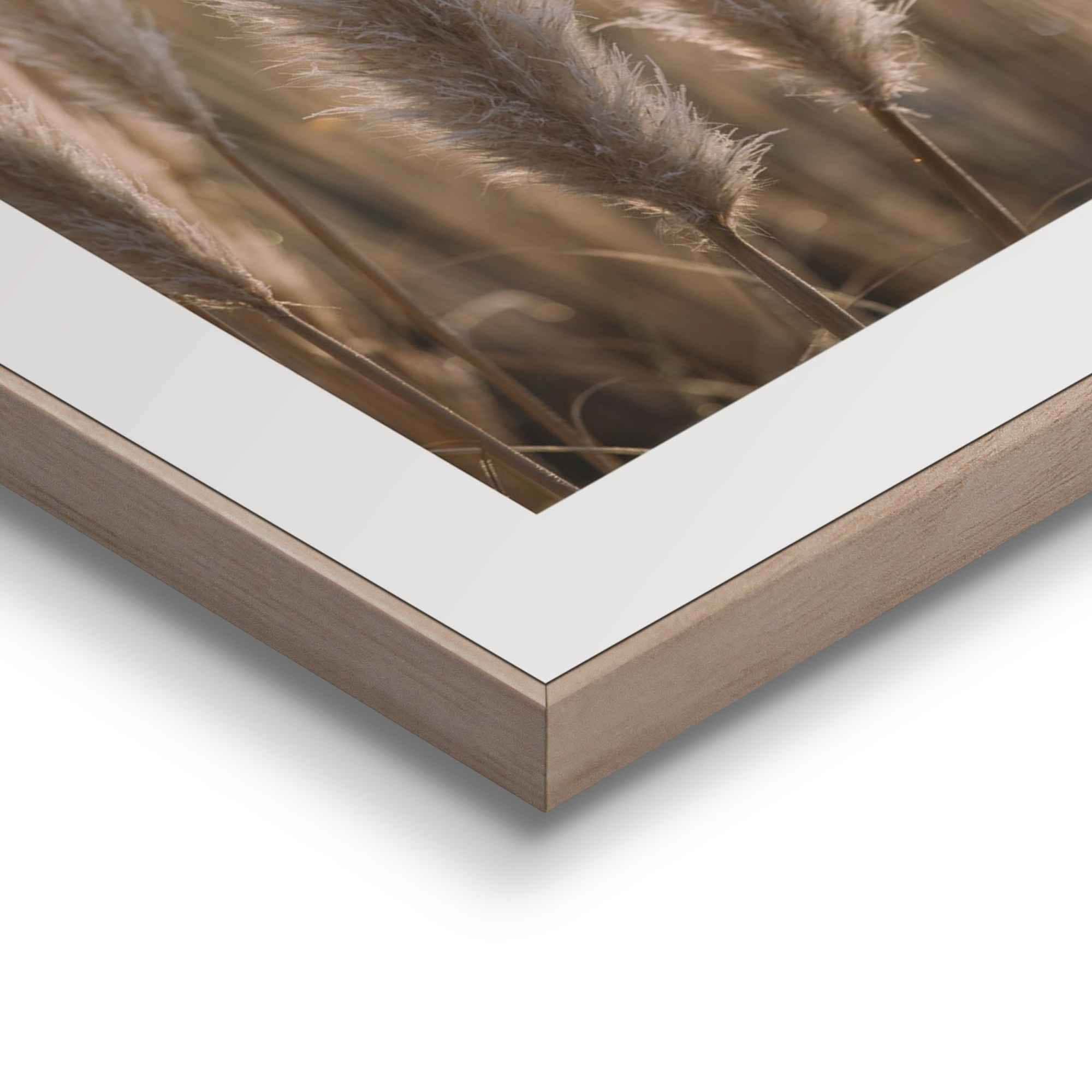 Reinders! Wandbild »Natur Botanisch - Pampas - Löwenzahn - Nahaufnahme«, (2 St.)