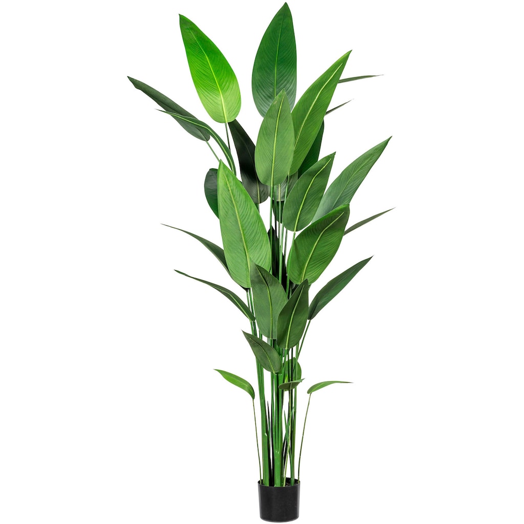 Creativ green Künstliche Zimmerpflanze »Wassercanna«