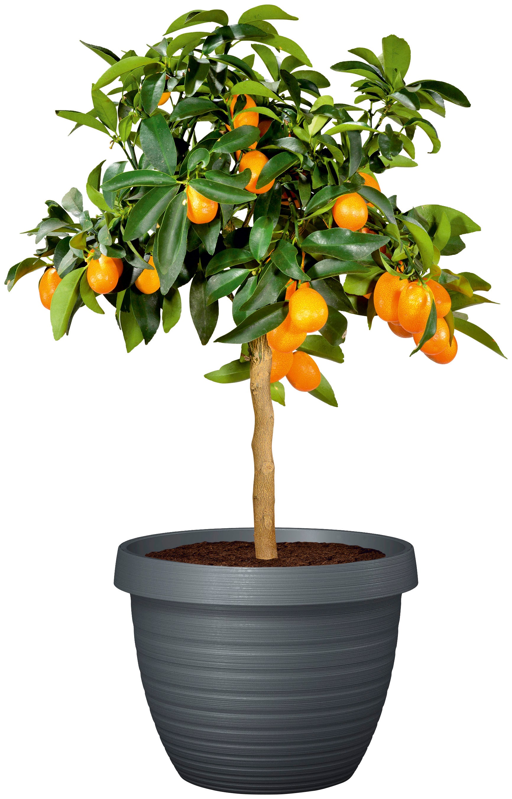 Scheurich Blumentopf »48/270 COUNTRY STAR 48«