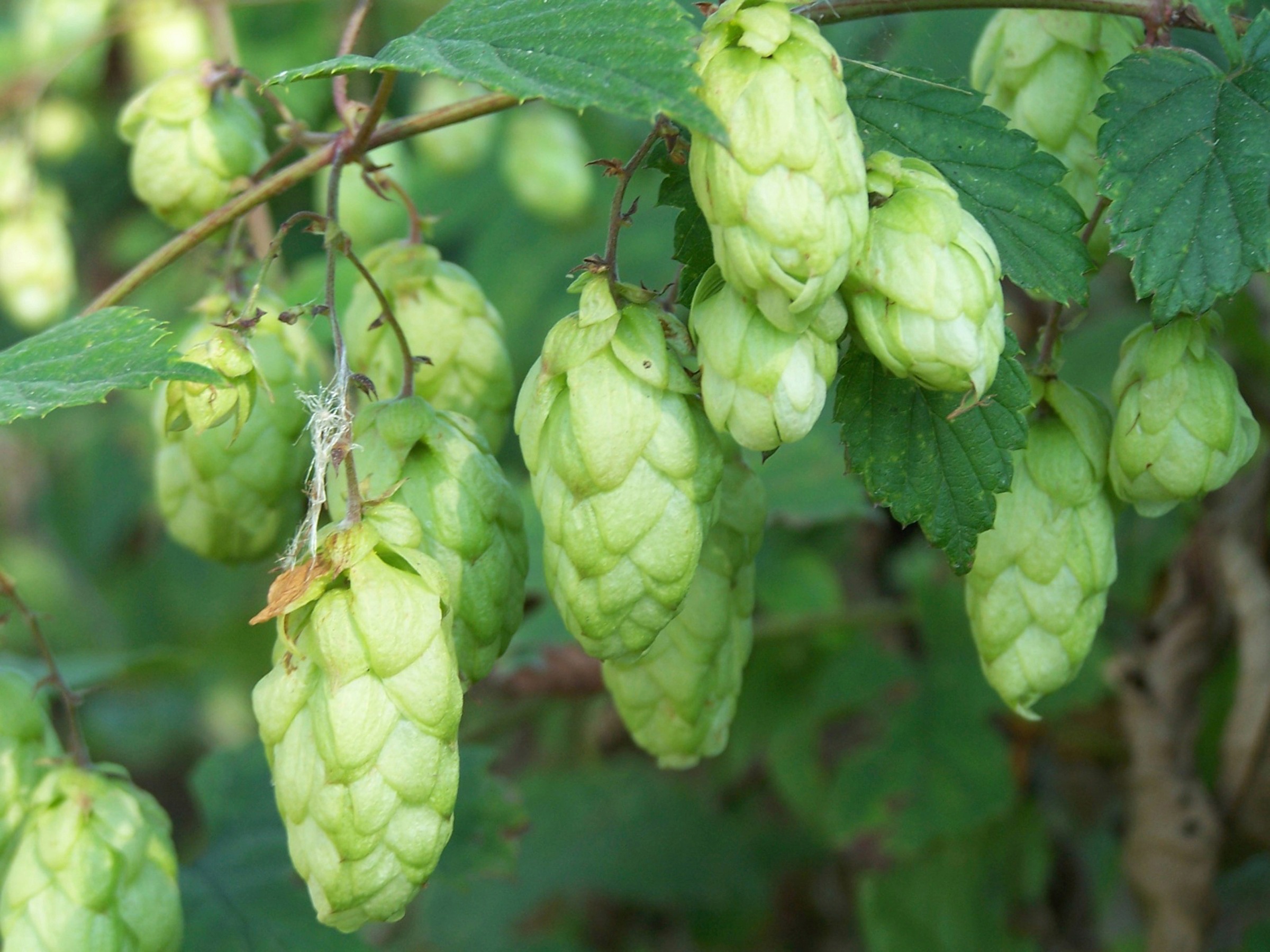 BCM Kletterpflanze »Hopfen«, (1 St.), Höhe: 40-60 cm, 1 Pflanzen kaufen