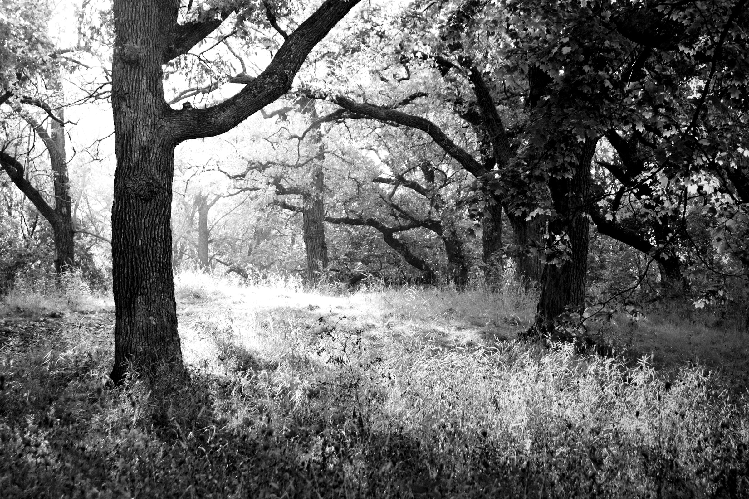 Papermoon Fototapete »Wald Schwarz & Weiß« günstig online kaufen