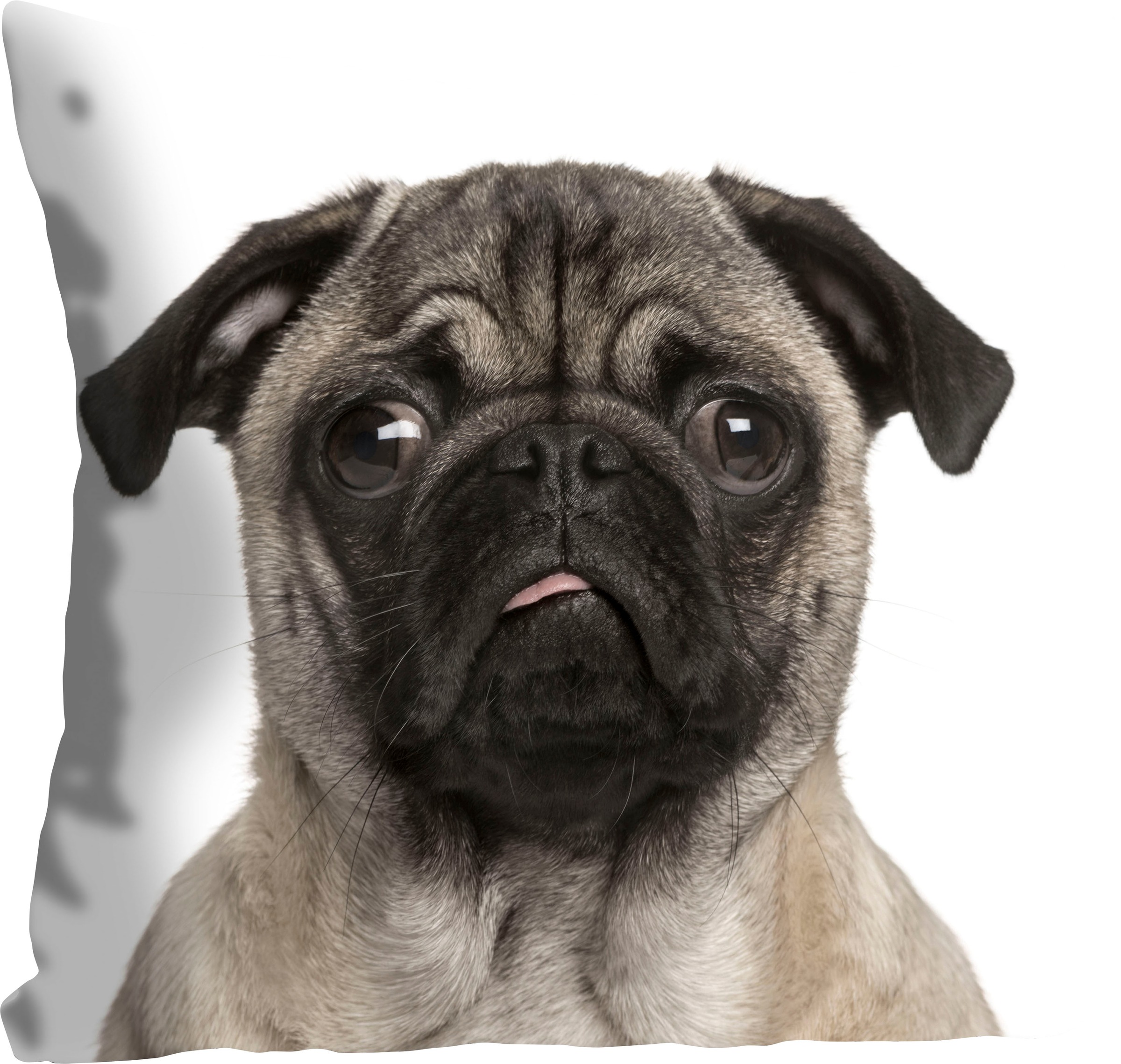 queence Dekokissen »Mops«, Kissenhülle,Mops,Weiß,Niedlich,Haustier,Hund,Lus günstig online kaufen