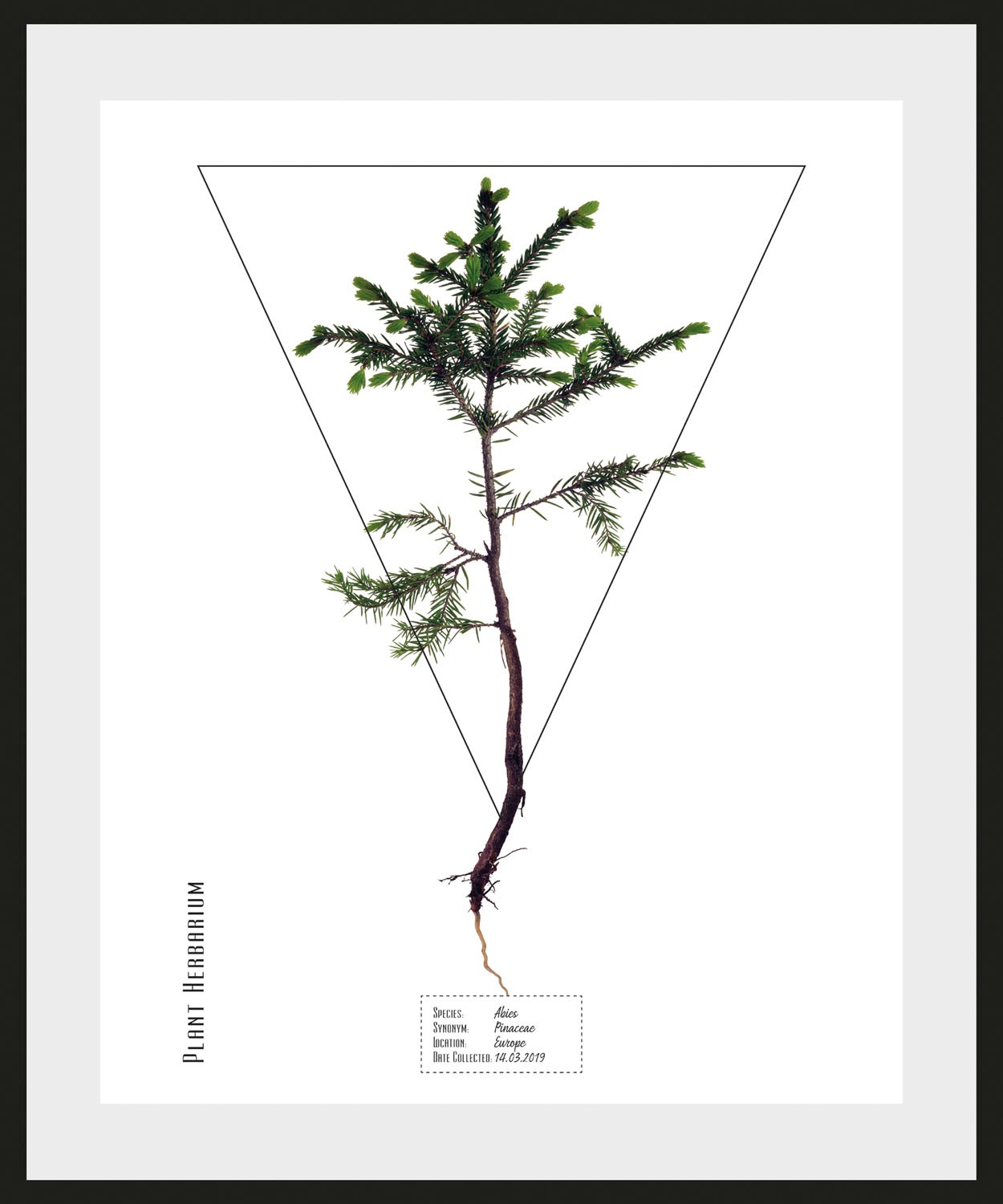 queence Bild »Abies« 1 Stk. tlg. günstig online kaufen