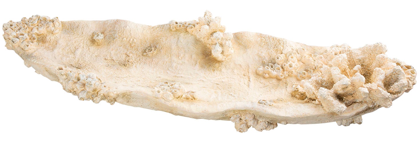 Dekoschale GILDE "Schale Amphora Seychelles weiß H. 10,5 cm", weiß, B:32cm H:10,5cm T:23,5cm, Dekoschalen, Dekoschale