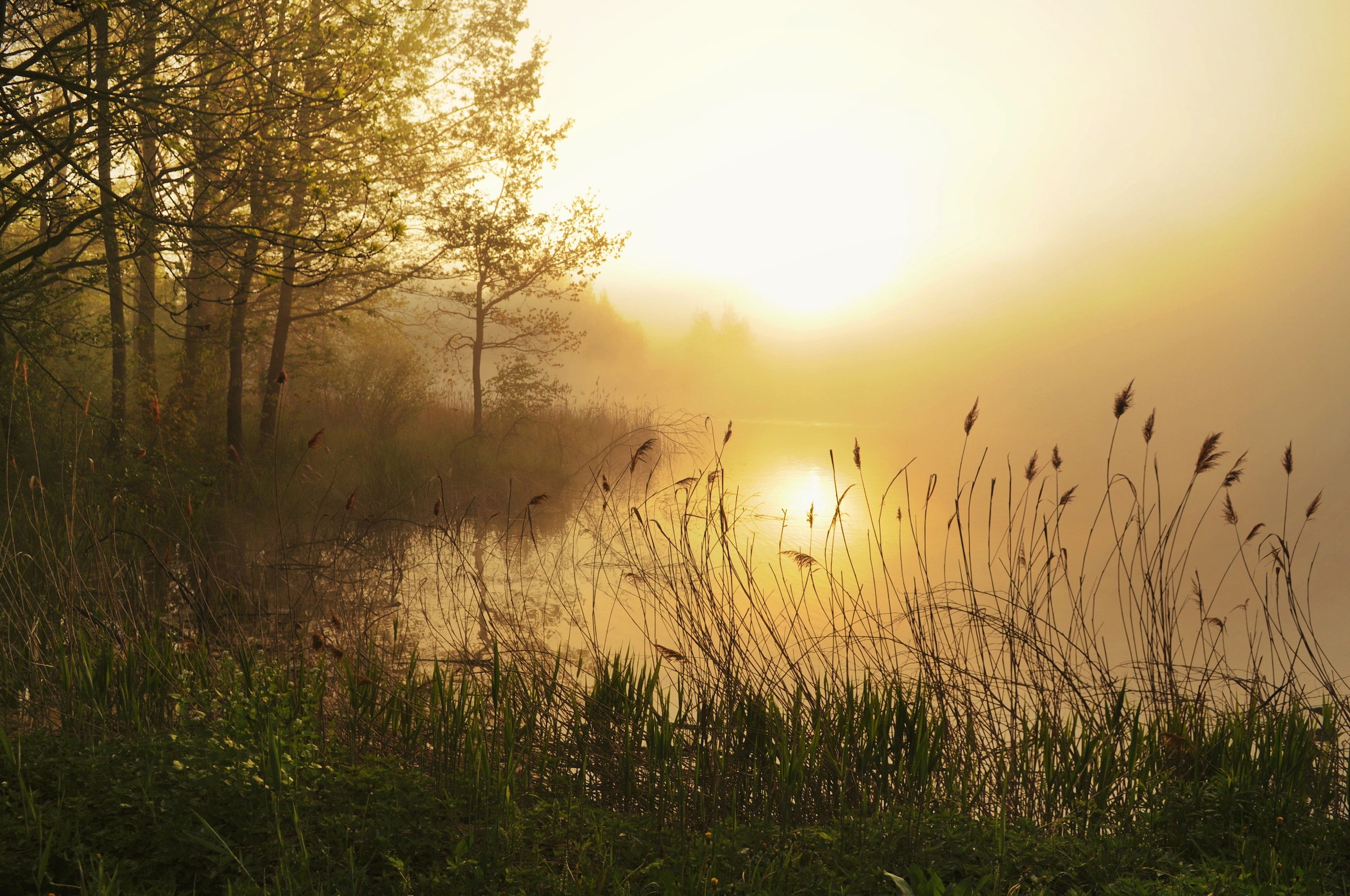 Papermoon Fototapete »Stunning Foggy Landscape« günstig online kaufen