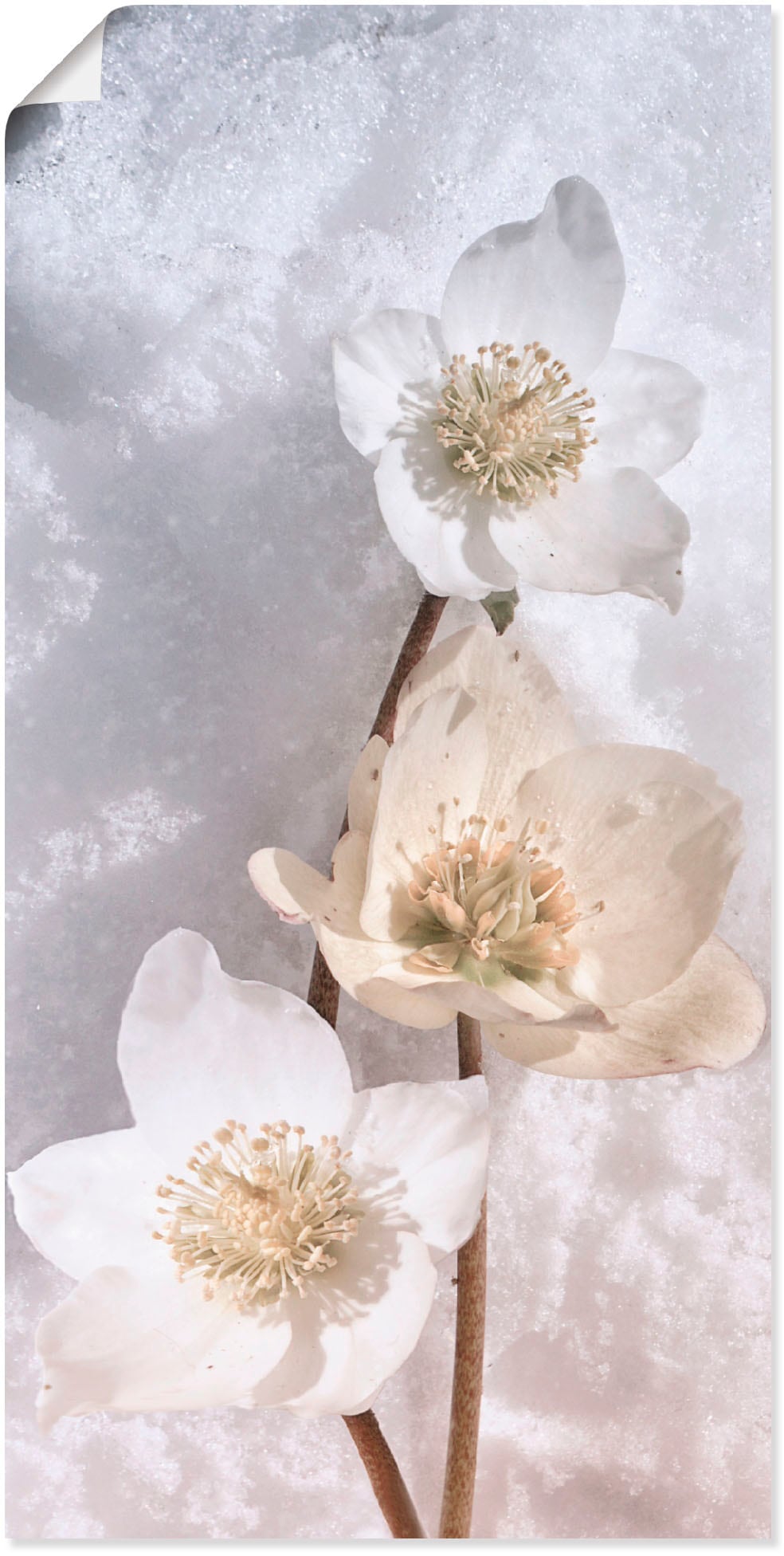 Artland Wandbild »Christrose im Schnee«, Blumen, (1 St.), als Leinwandbild, Poster in verschied. Größen