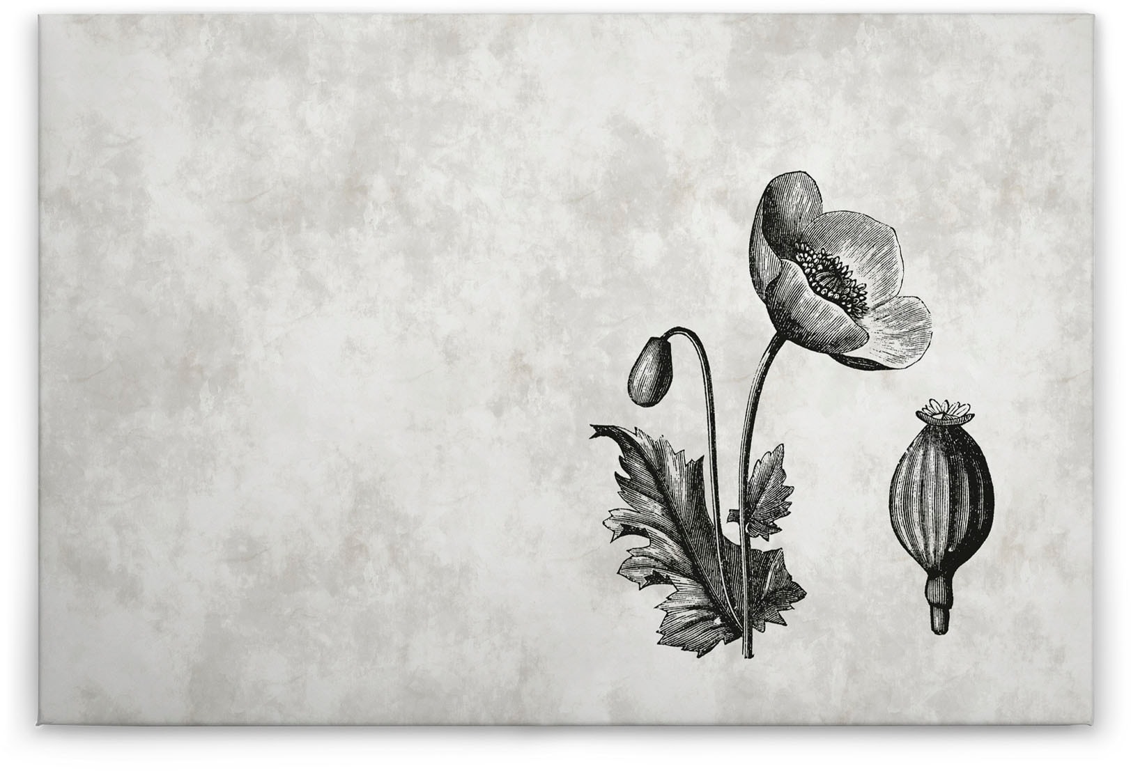 Bricoflor Botanik Leinwand Bild In Betonoptik Wandbild Mit Mohnblume Gezeic günstig online kaufen